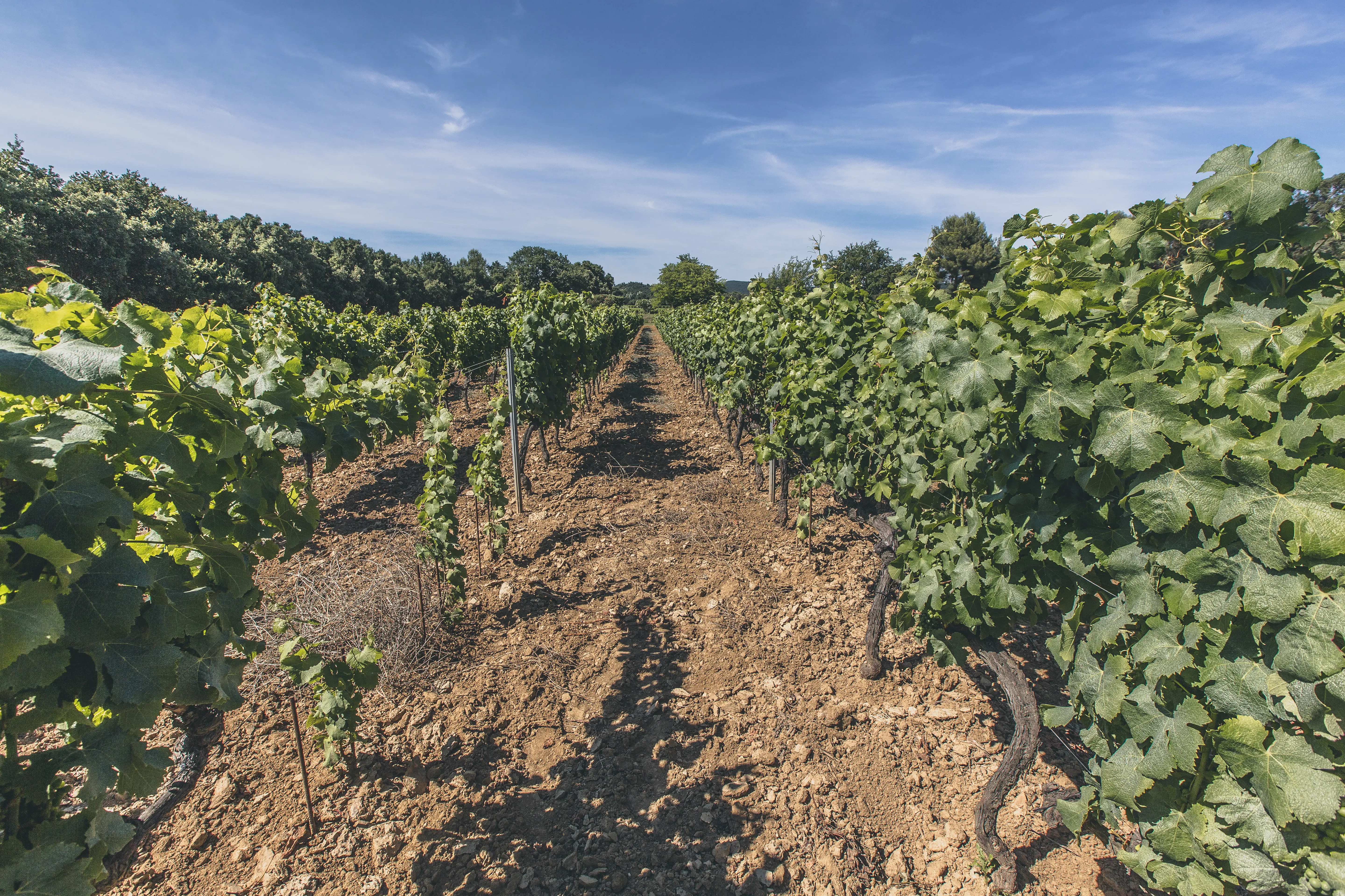 Weinberge in Frankreich, Provence – Herkunft der Domaines Ott Weine
