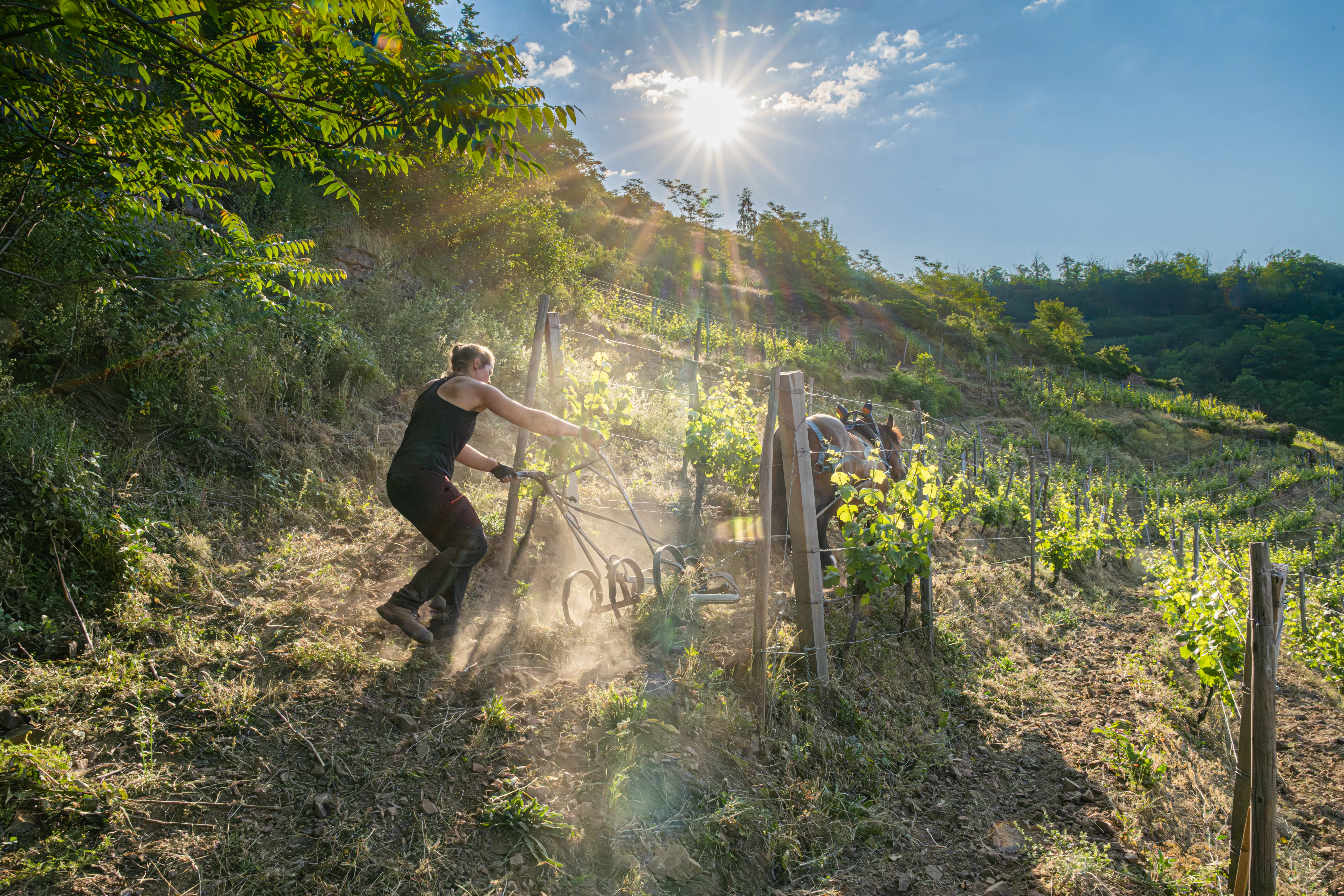 Weinberge in Frankreich, Elsass – Herkunft der Domaines Schlumberger Weine
