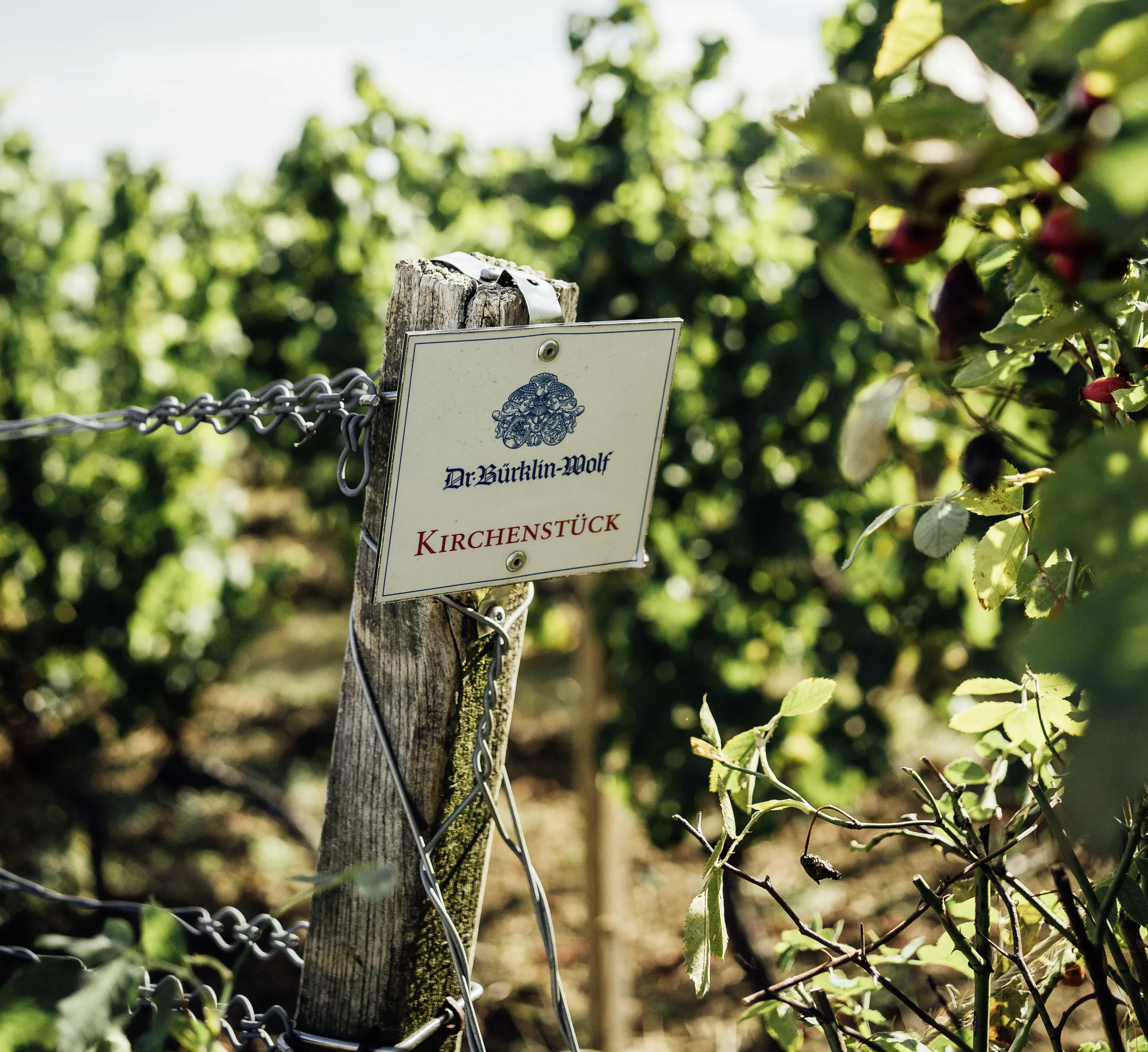 Weinberge in Deutschland, Pfalz – Herkunft der Weingut Dr. Bürklin-Wolf Weine