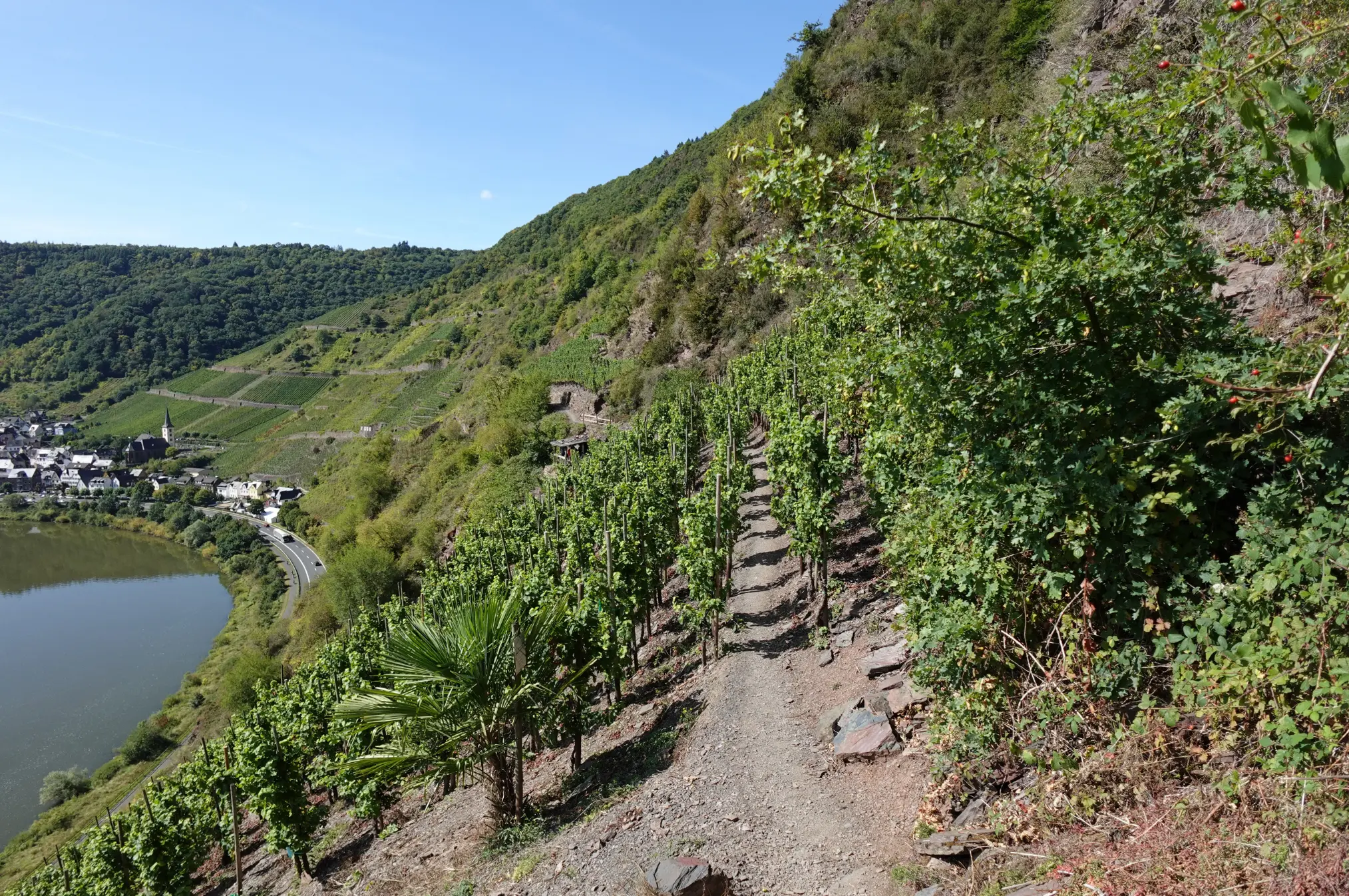 Weinberge in Deutschland, Mosel – Herkunft der Dr. Loosen Weine
