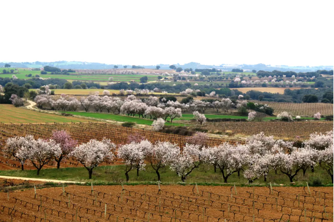 Weinberge in Spanien, Aragonien – Herkunft der Enate Weine