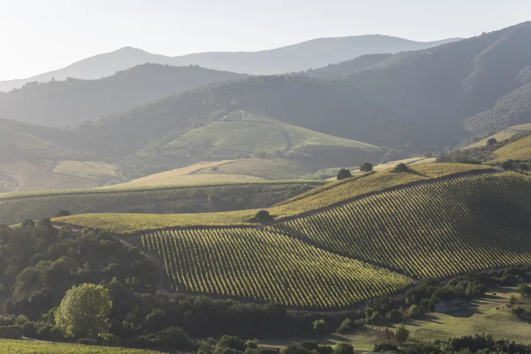 Weinberge in Chile, Aconcagua – Herkunft der Vina Errazuriz Weine