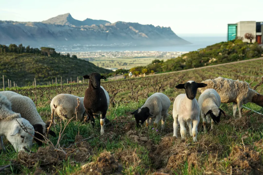 Weinberge in Südafrika, Stellenbosch – Herkunft der False Bay Weine