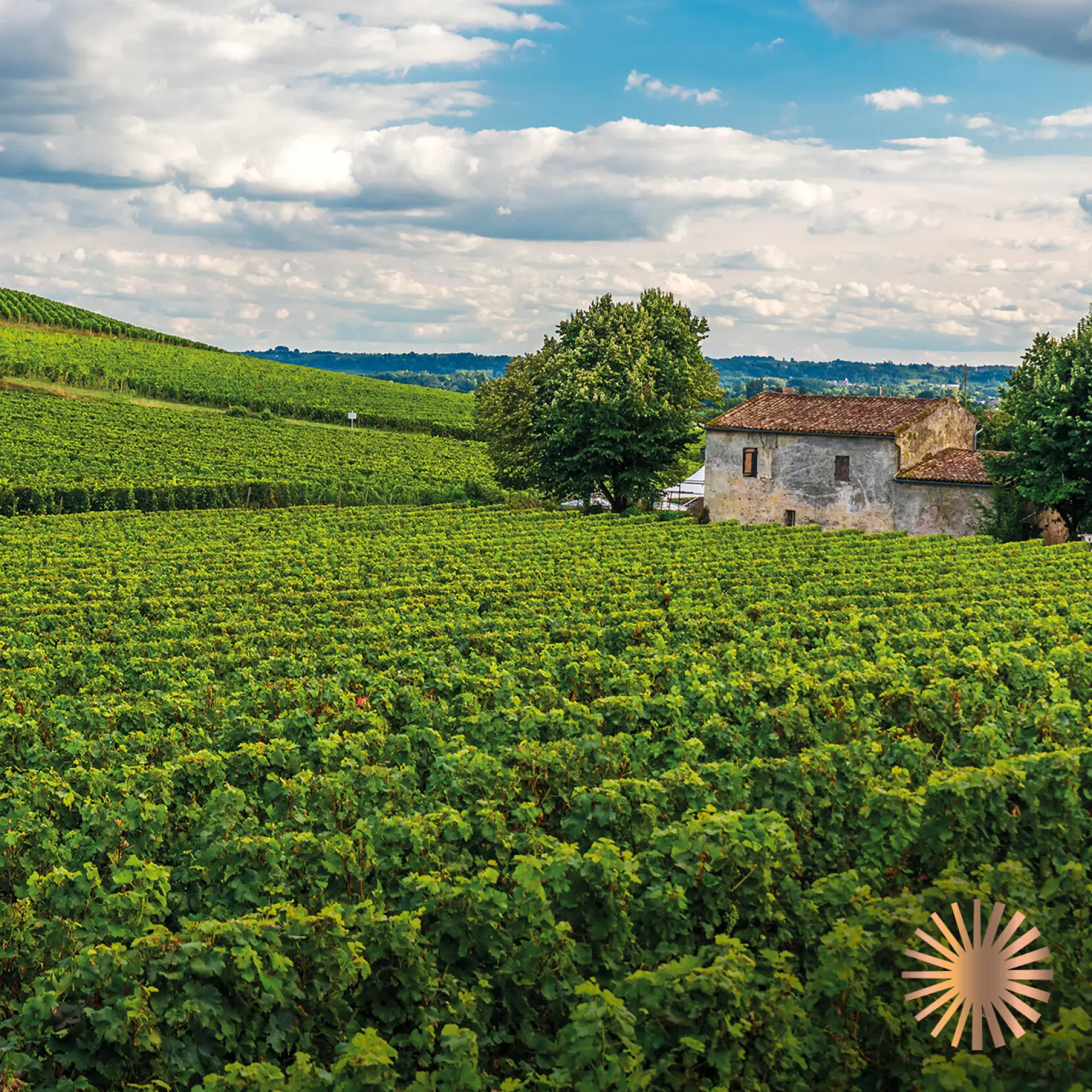 Weinberge in Italien, Apulien – Herkunft der Famiglia Angelillo Weine