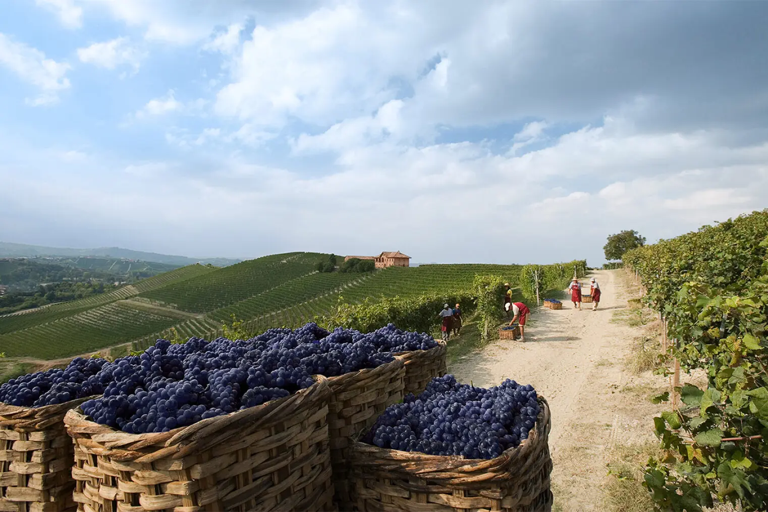 Weinberge in Italien, Piemont – Herkunft der Fontanafredda Weine