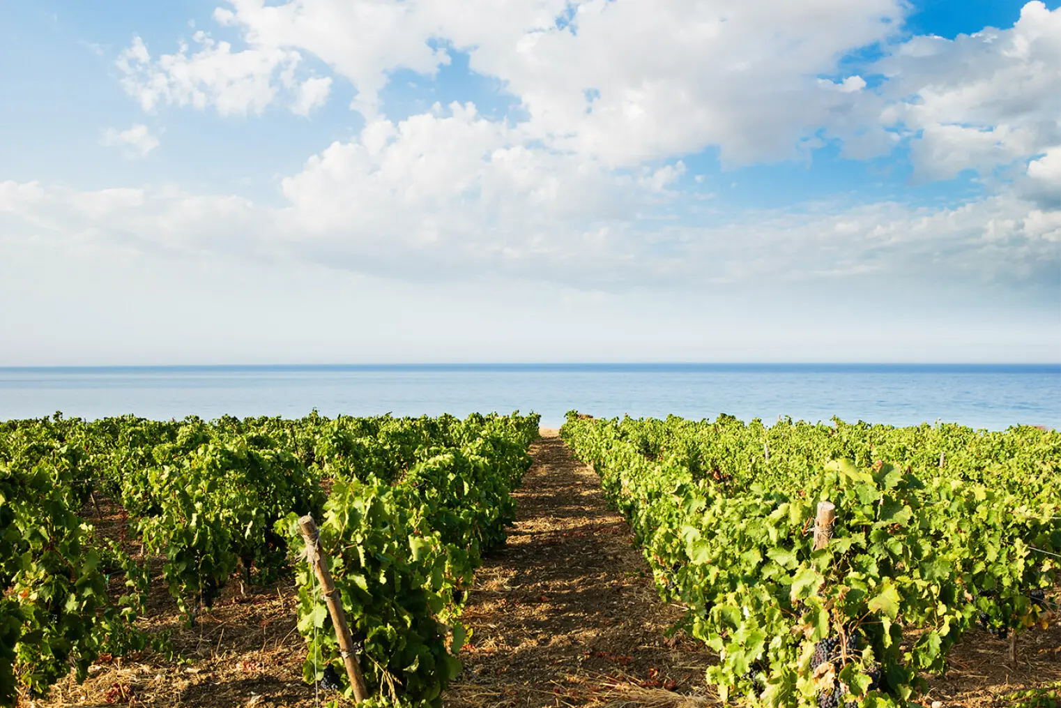 Weinberge in Frankreich, Languedoc-Roussillon – Herkunft der Fortant De France Weine