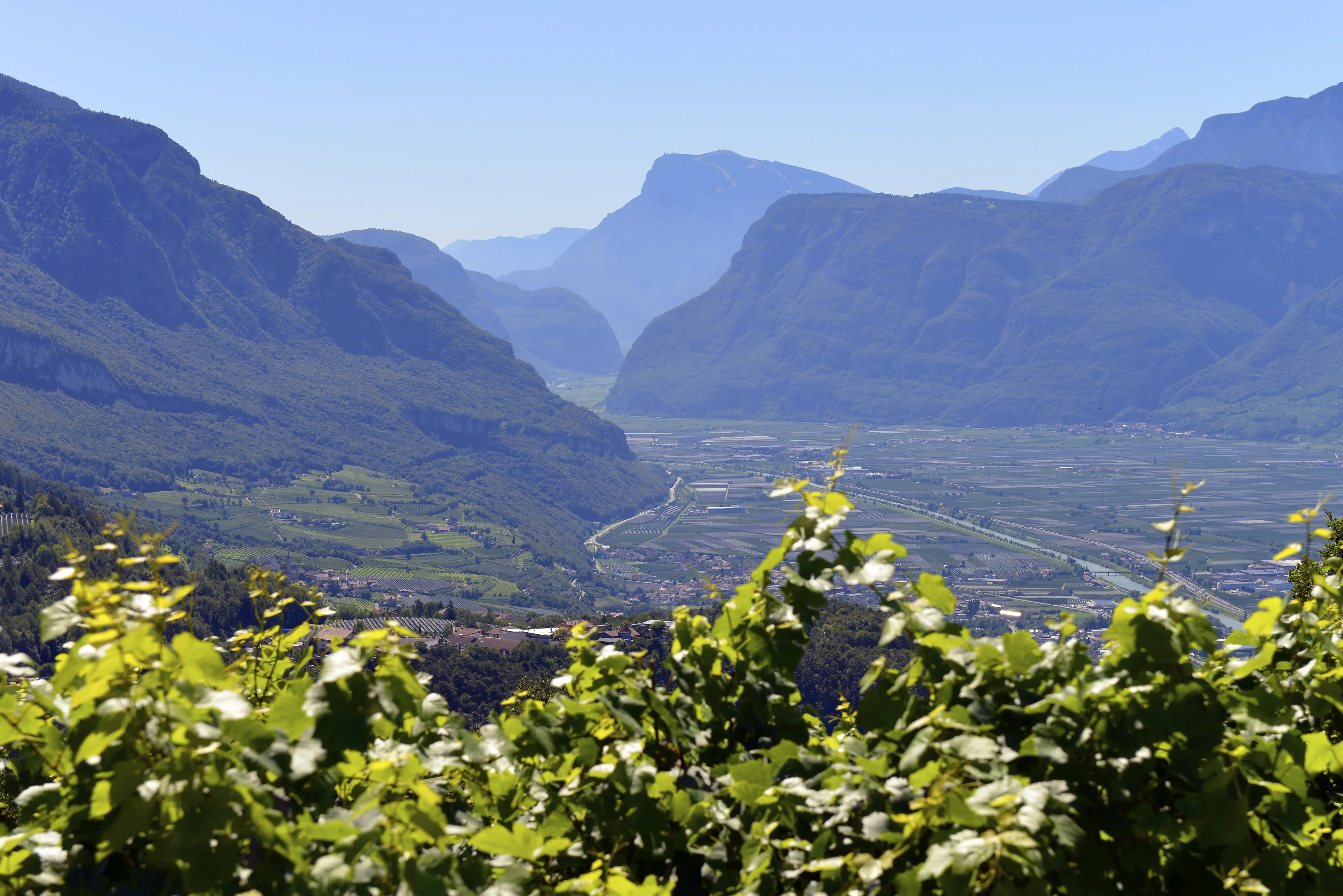 Weinberge in Italien, Südtirol – Herkunft der Franz Haas Weine