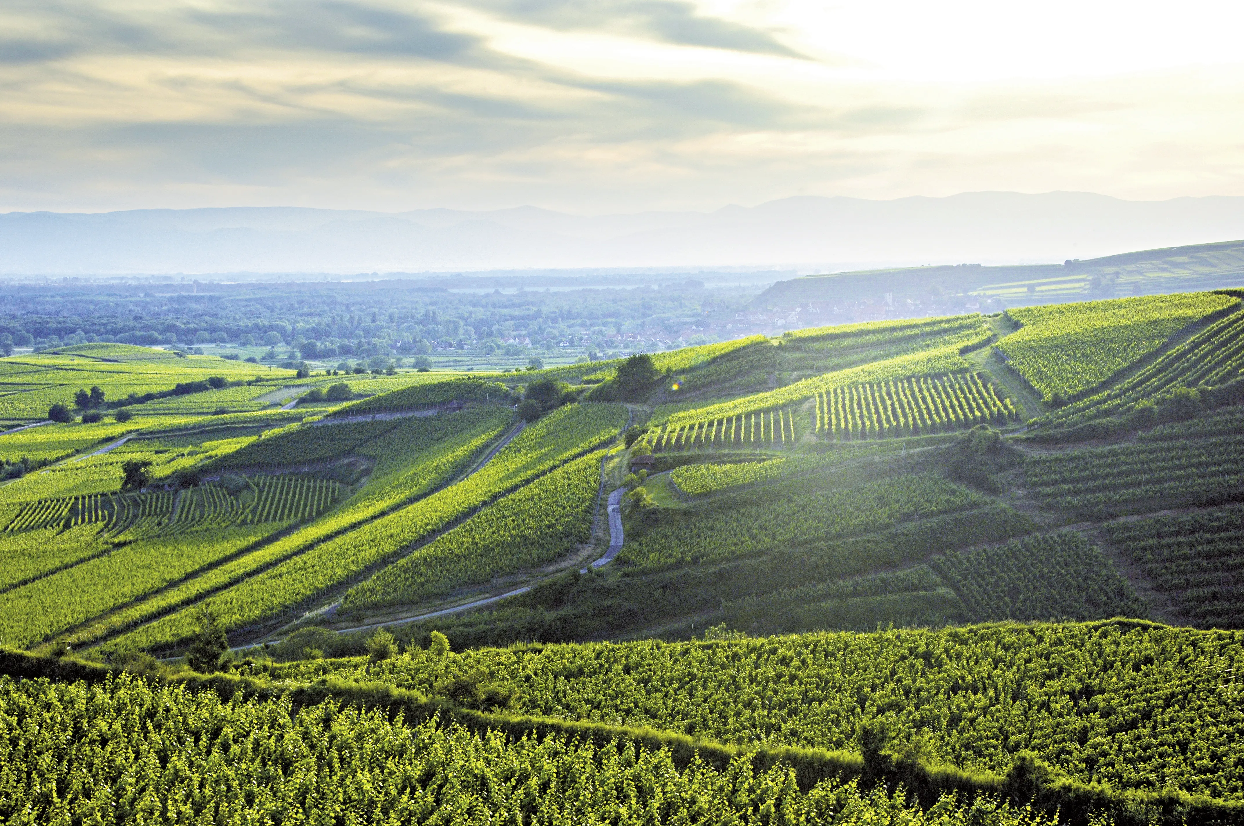 Weinberge in Deutschland, Baden – Herkunft der Weingut Freiherr von Gleichenstein Weine