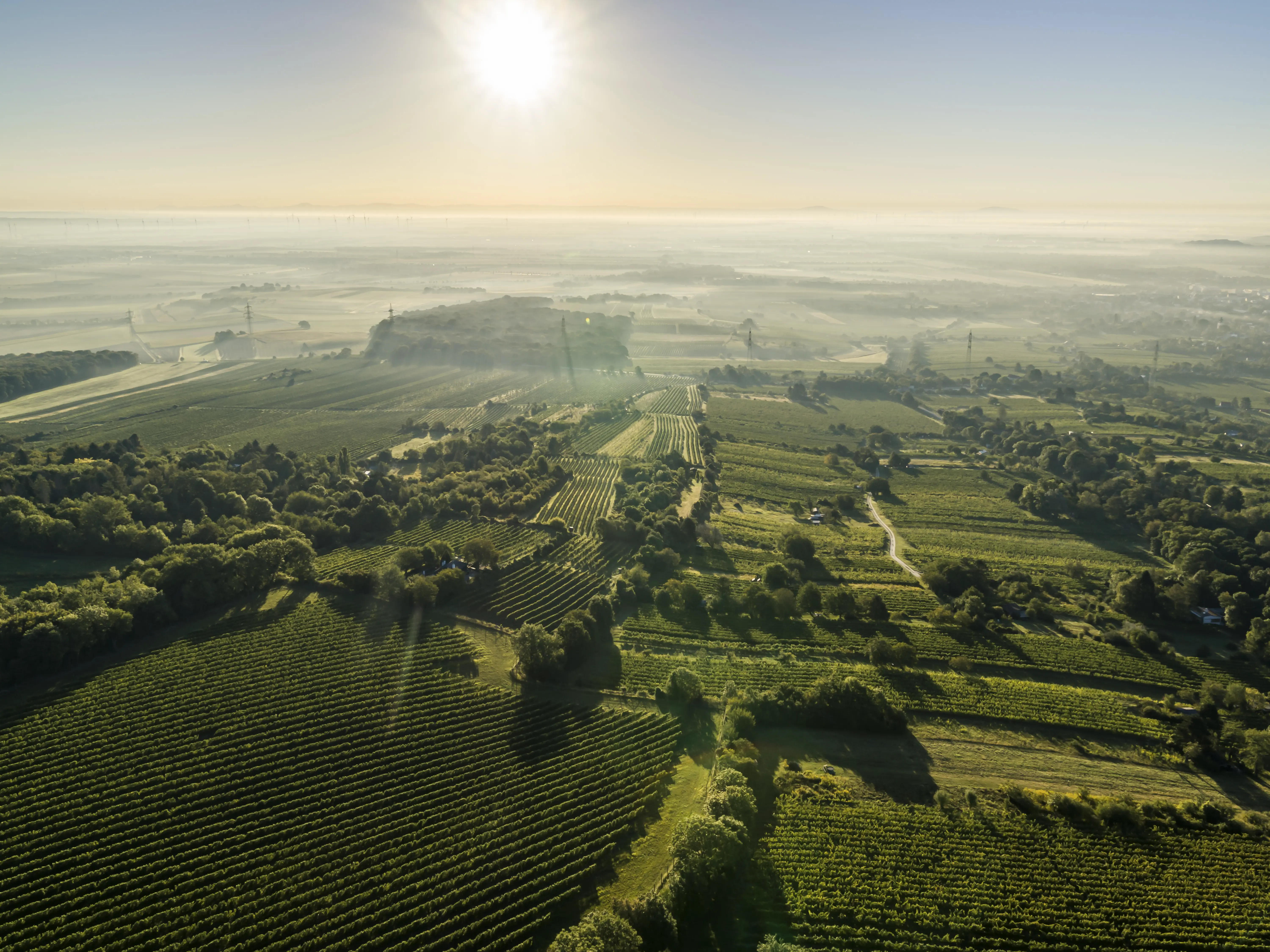 Weinberge in Österreich, Wien – Herkunft der Weingut Fritz Wieninger Weine