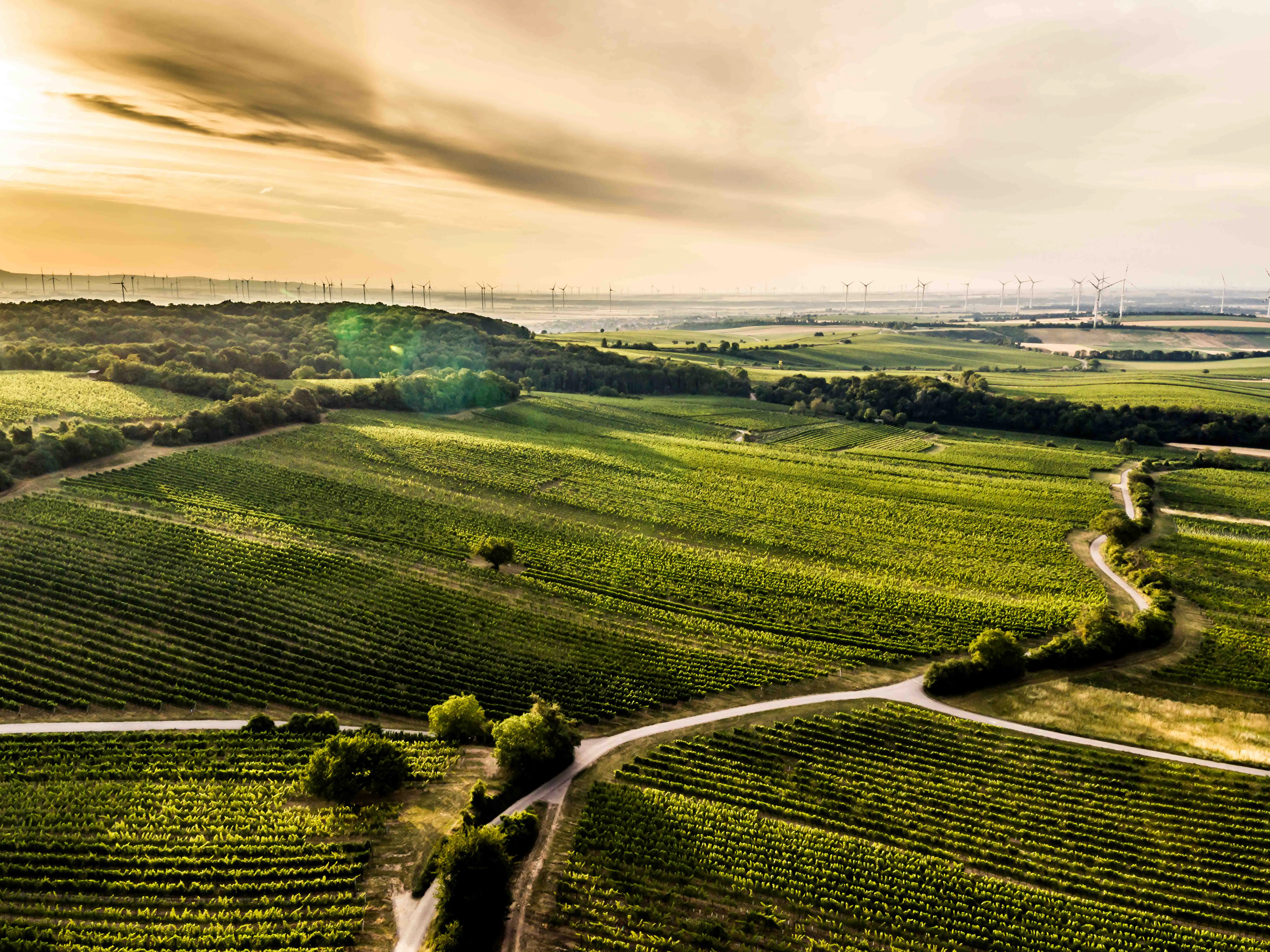 Weinberge in Österreich, Carnuntum – Herkunft der Weingut Gerhard Markowitsch Weine
