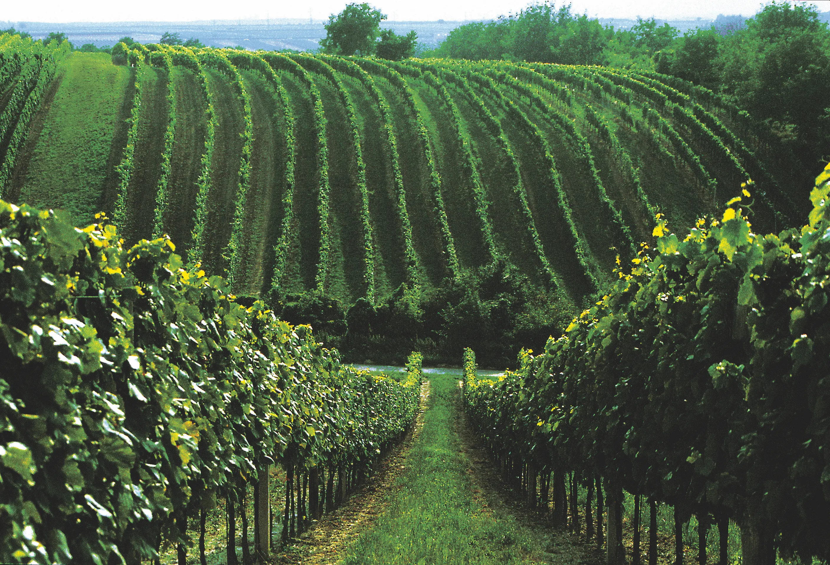 Weinberge in Österreich, Burgenland – Herkunft der Weingut Gesellmann Weine