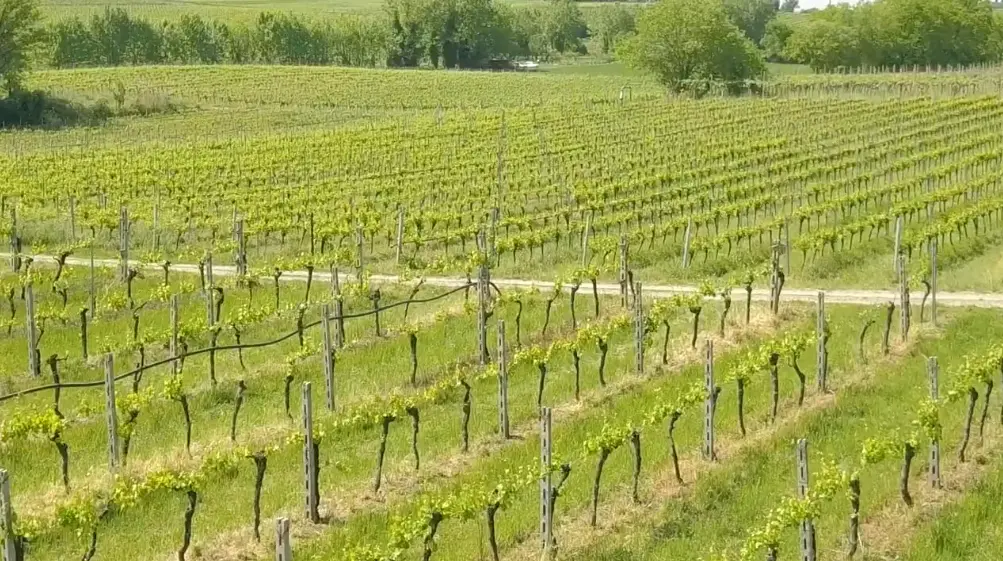 Weinberge in Italien, Venetien – Herkunft der Azienda Agricola Gorgo Weine