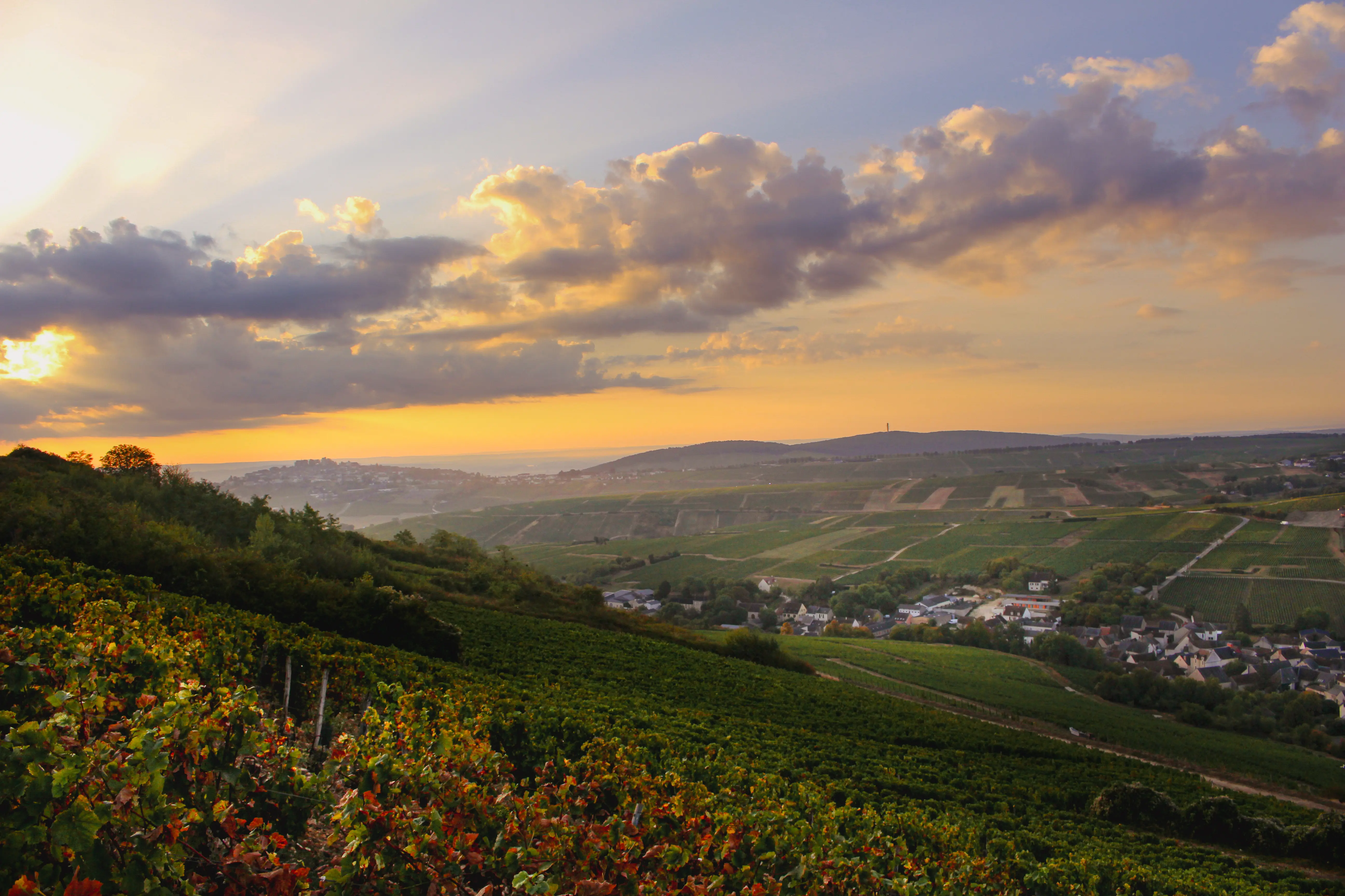 Weinberge in Frankreich, Loire – Herkunft der Henri Bourgeois Weine