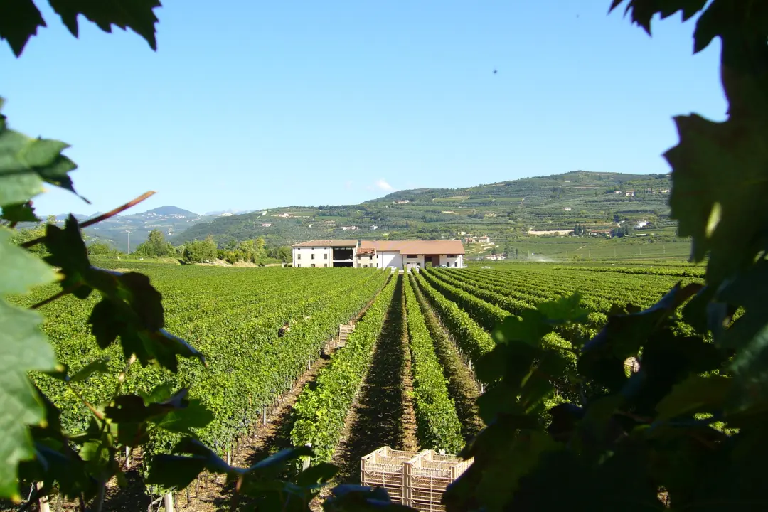 Weinberge in Italien, Venetien – Herkunft der ILatium Morini Weine