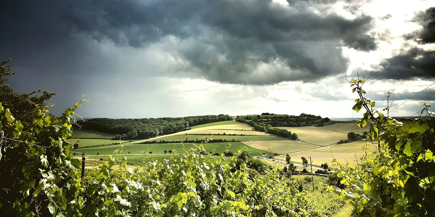 Weinberge in Österreich, Weinviertel – Herkunft der Ingrid Groiss Weine