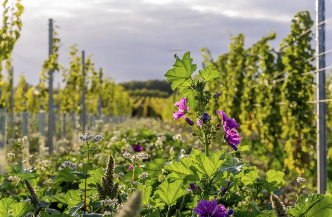 Weinberge in Deutschland, Rheinhessen – Herkunft der J. Trautwein Weine