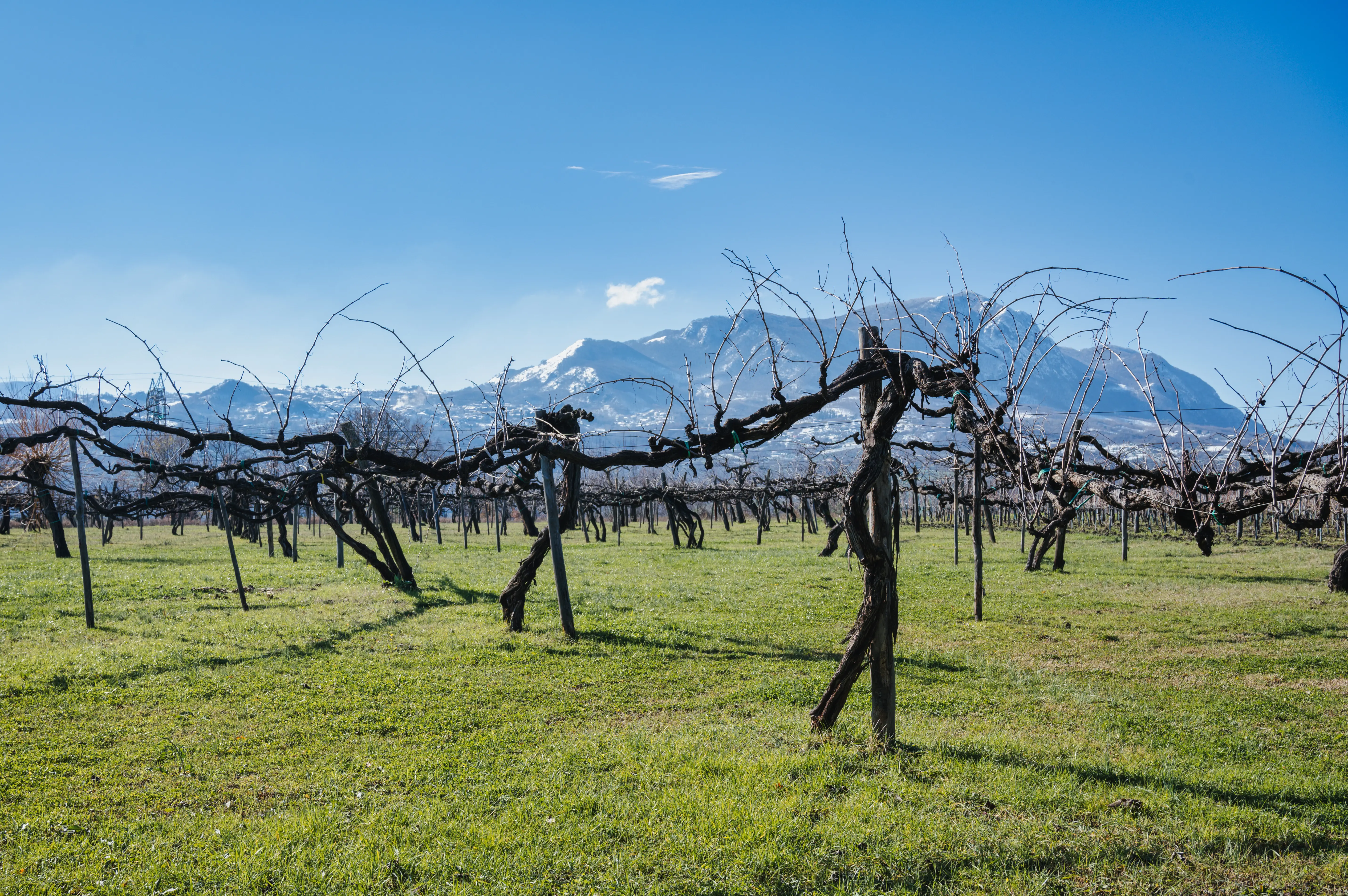 Weinberge in Italien, Kampanien – Herkunft der Joaquin Weine