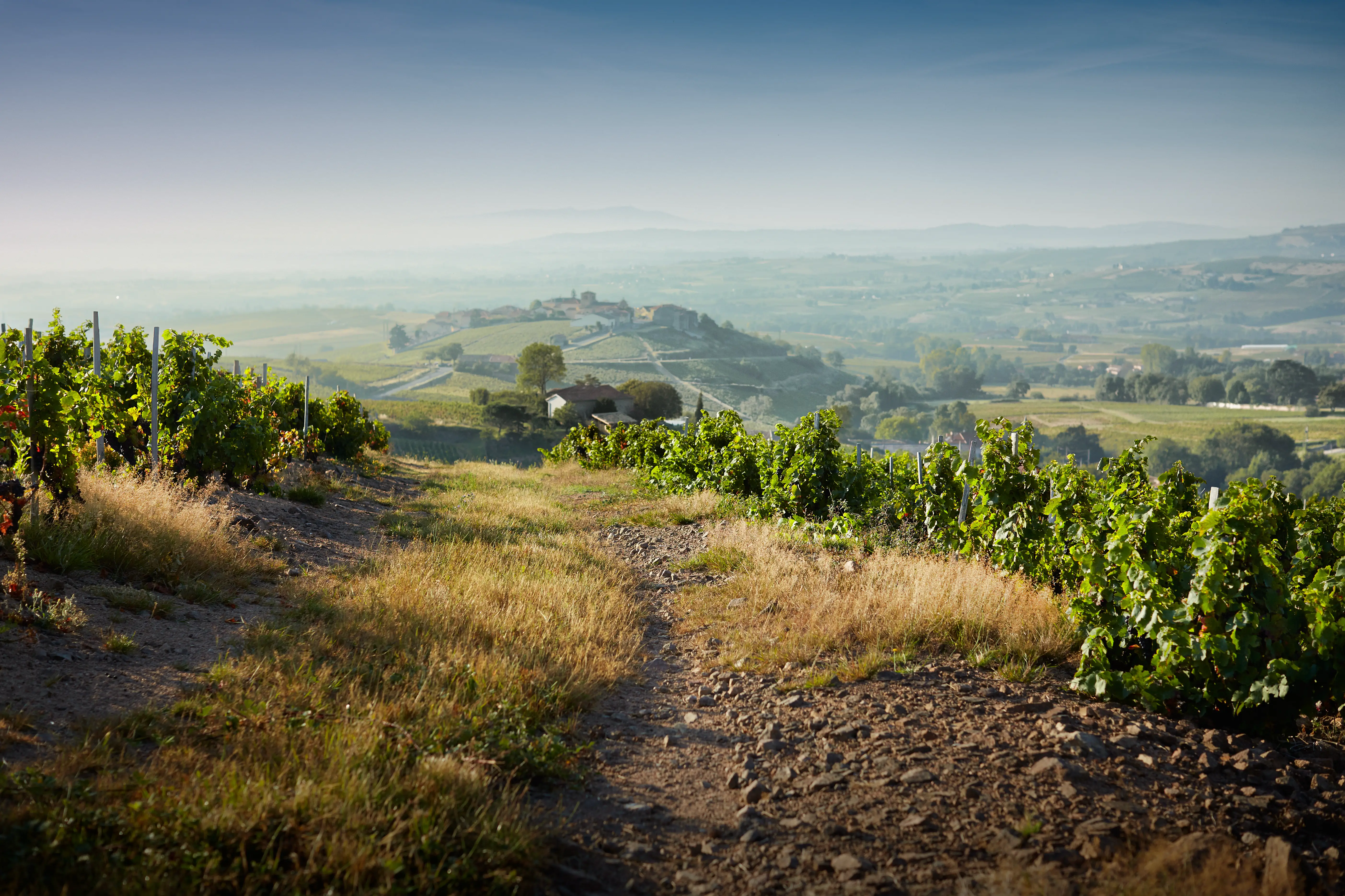Weinberge in Frankreich, Burgund – Herkunft der Joseph Drouhin Weine