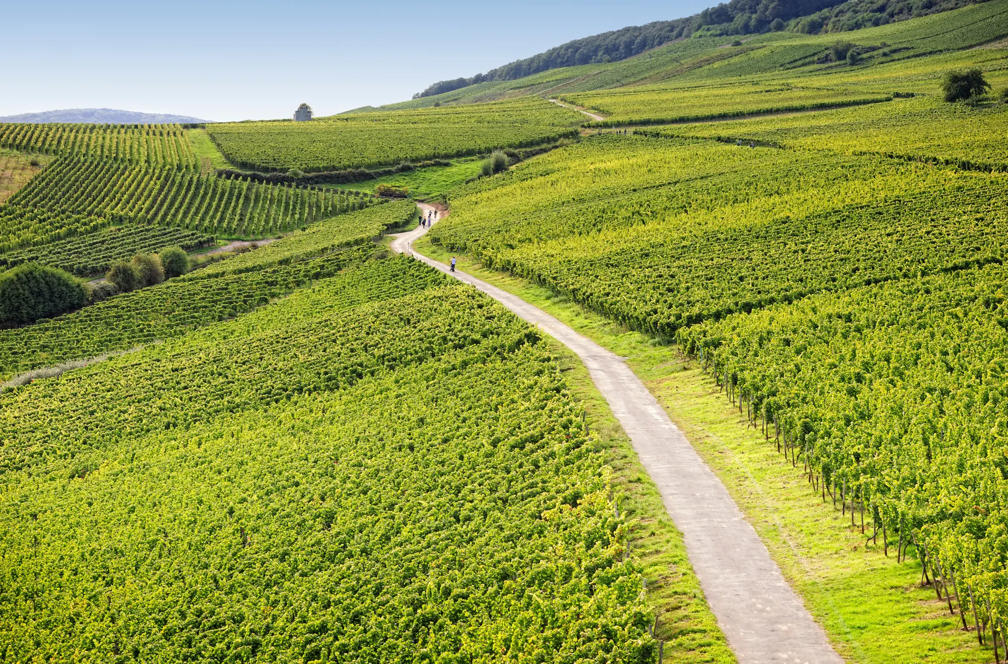 Weinberge in Deutschland, Rheingau – Herkunft der Kaufmann Weine