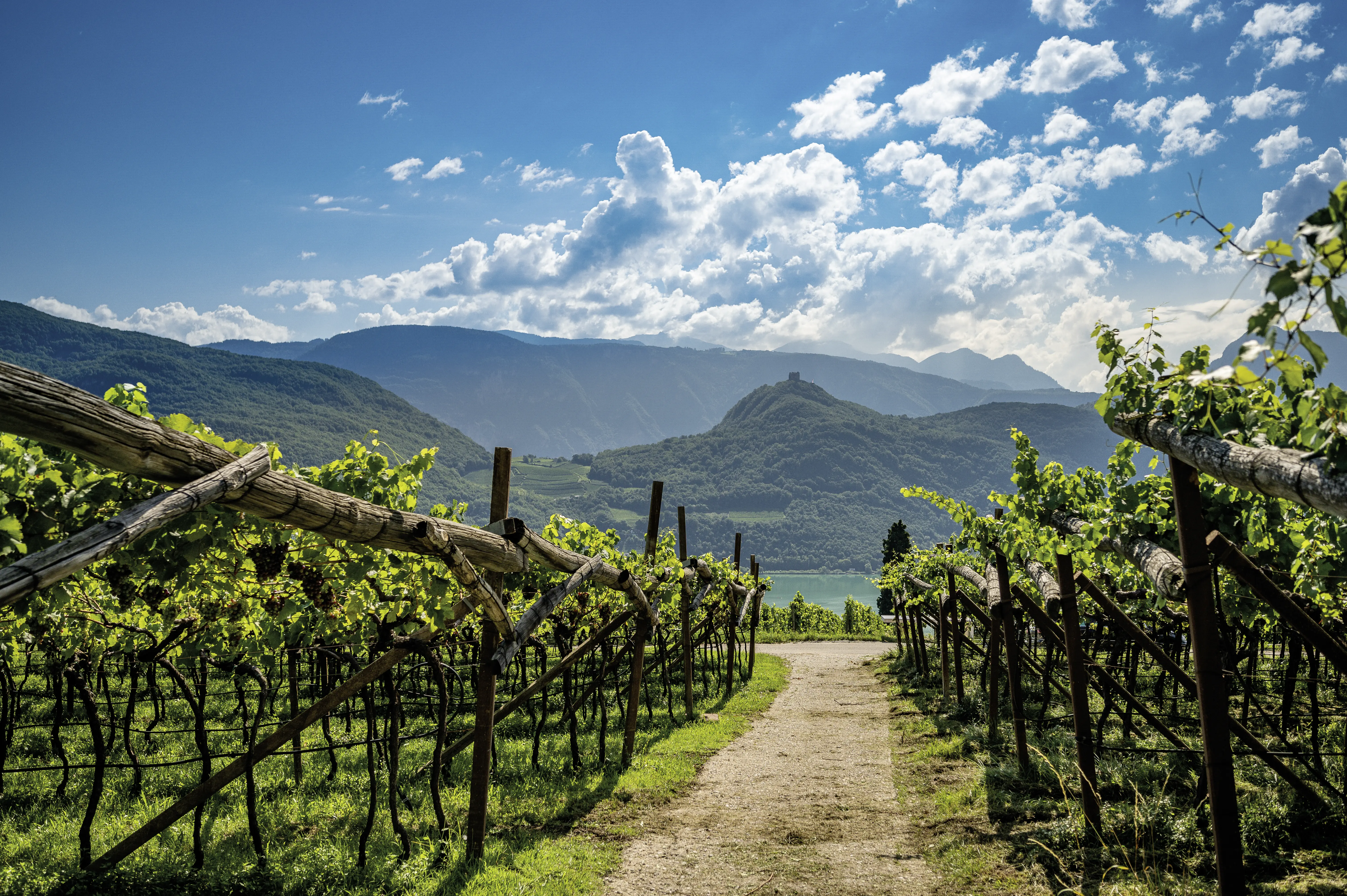 Weinberge in Italien, Südtirol – Herkunft der Kellerei Kaltern Weine
