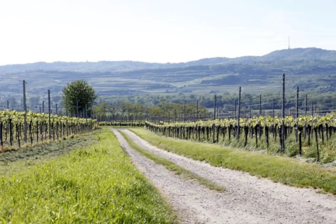 Weinberge in Deutschland, Baden – Herkunft der Weingut Kilian Hunn Weine
