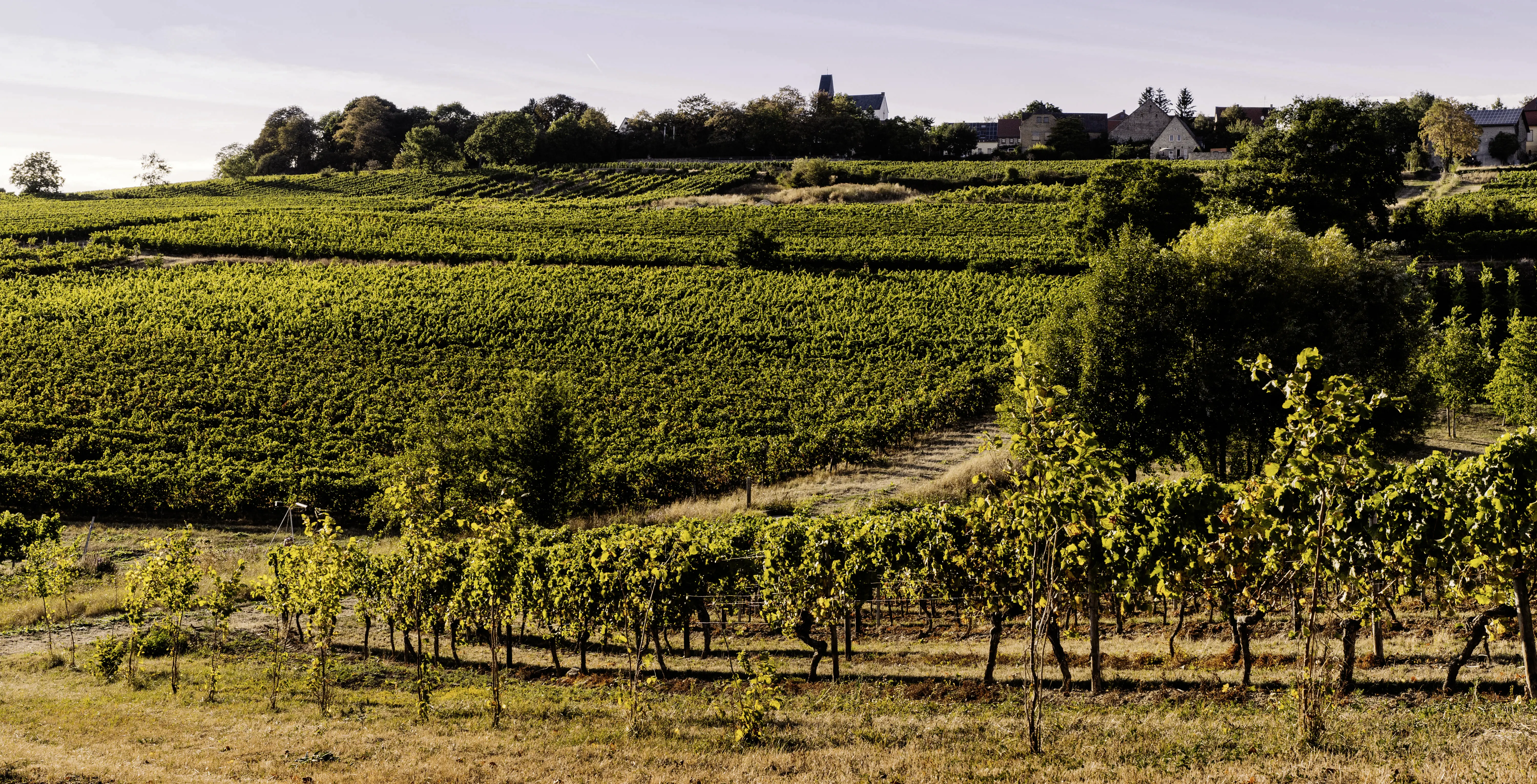 Weinberge in Deutschland, Rheinhessen – Herkunft der Weingut Kühling-Gillot Weine