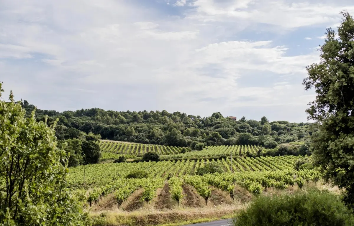 Weinberge in Frankreich, Languedoc-Roussillon – Herkunft der Domaine La Grange Weine