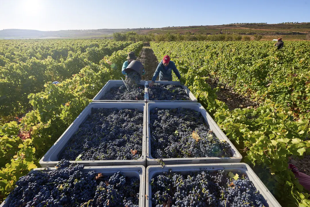 Weinberge in Spanien, Rioja – Herkunft der La Rioja Alta Weine