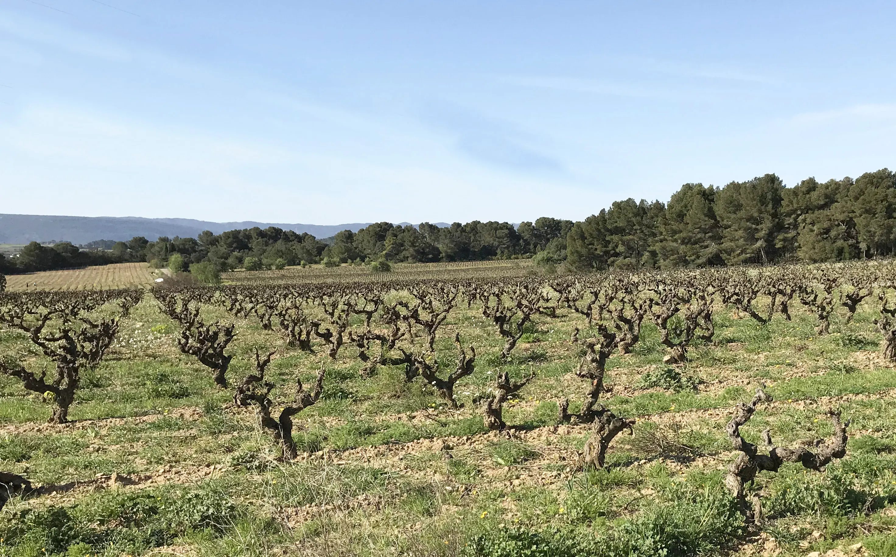 Weinberge in Frankreich, Languedoc-Roussillon – Herkunft der Les Jamelles Weine