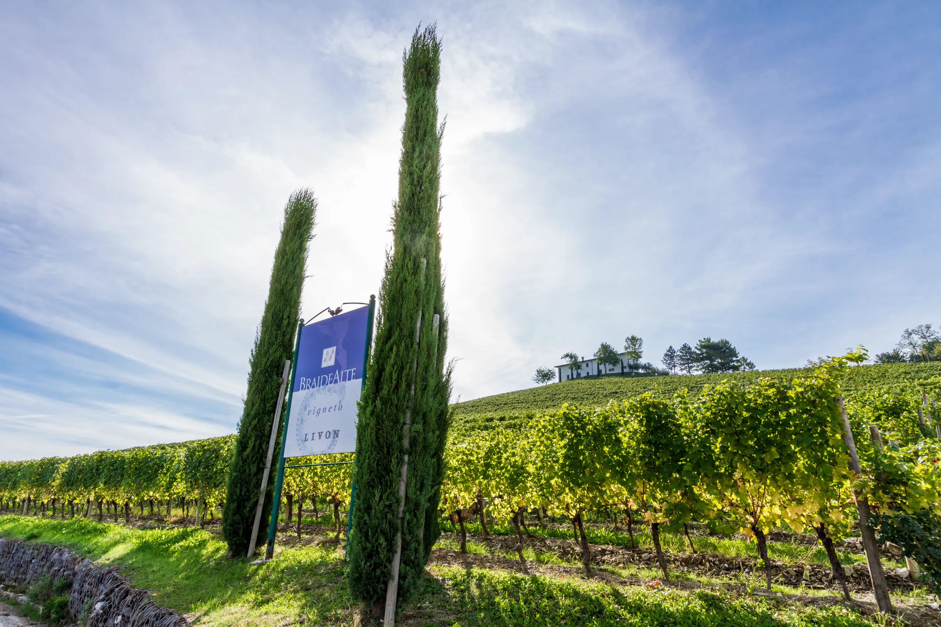 Weinberge in Italien, Friaul – Herkunft der Livon Weine
