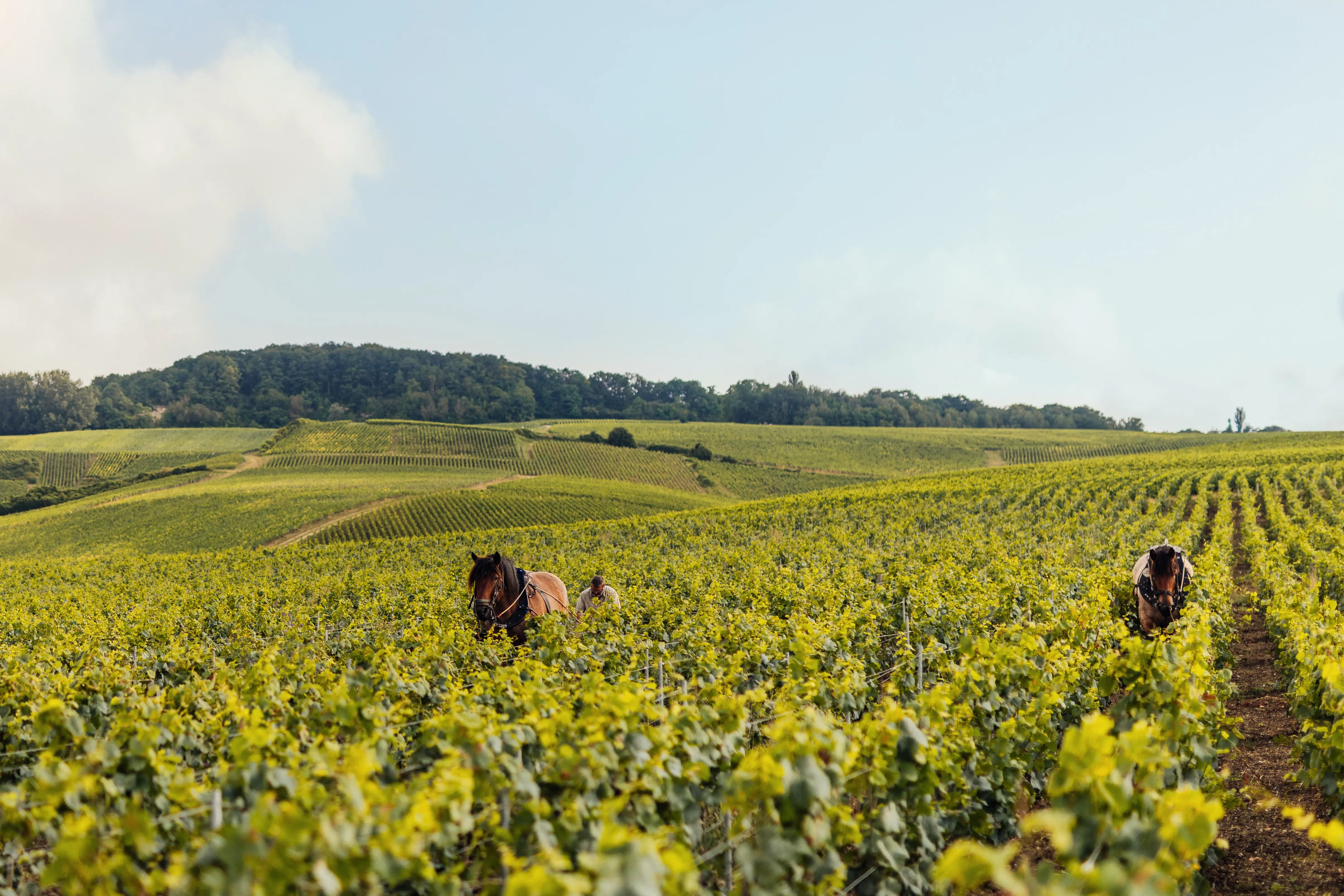 Weinberge in Frankreich, Champagne – Herkunft der Champagne Louis Roederer Weine