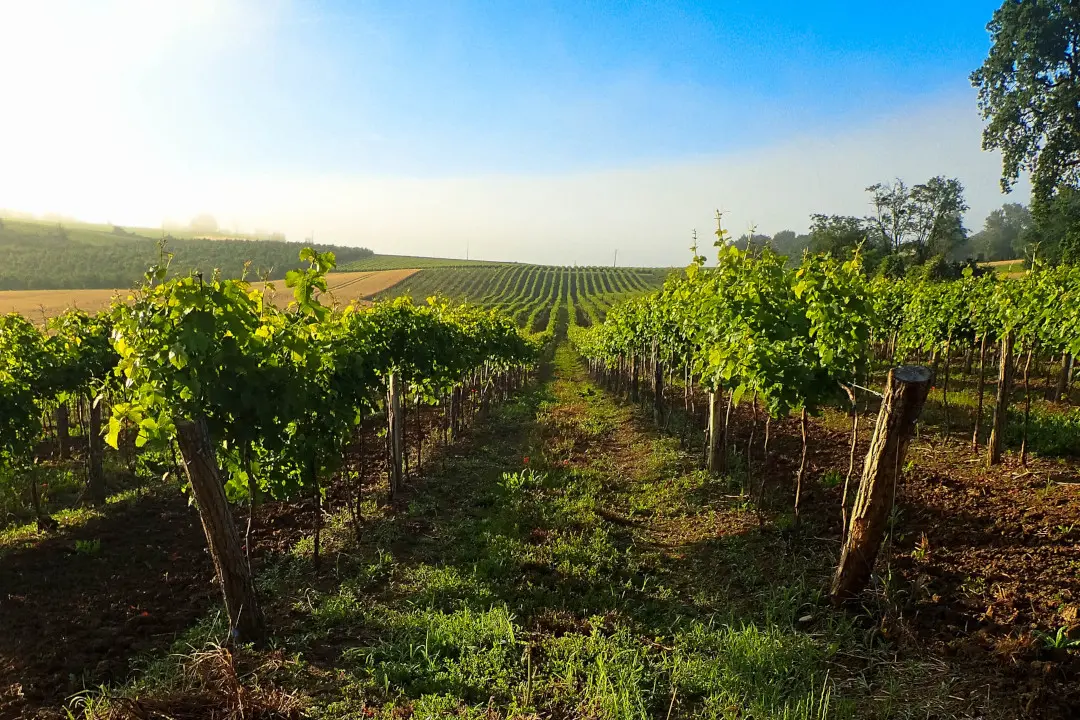 Weinberge in Frankreich, Sud-Ouest – Herkunft der Maison Marcellin Weine