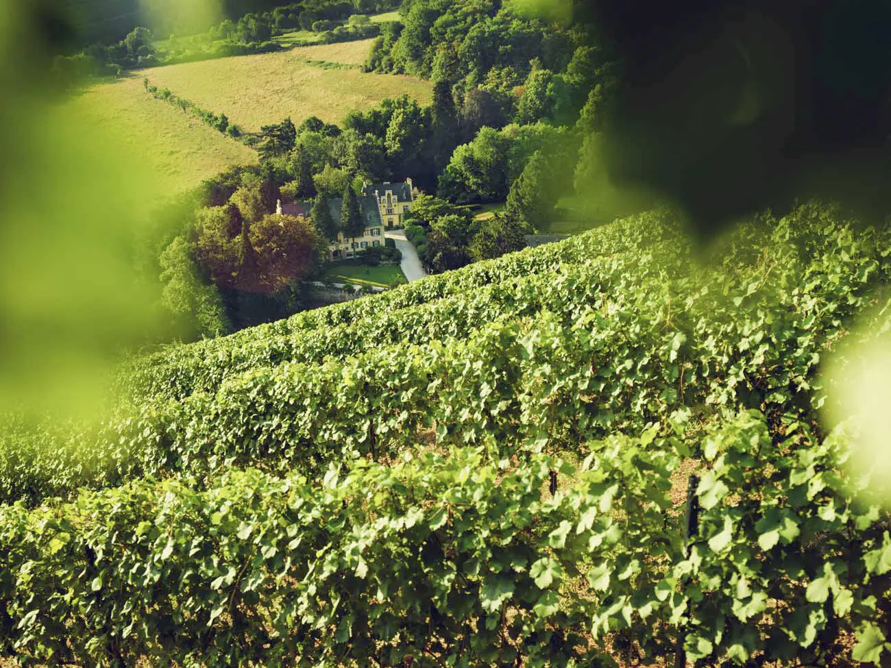 Weinberge in Deutschland, Mosel – Herkunft der Weingut Maximin Grünhaus Weine