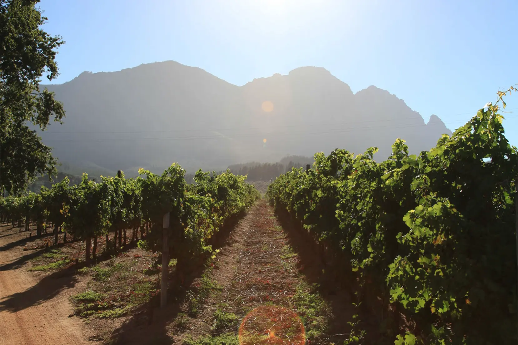 Weinberge in Südafrika, Stellenbosch – Herkunft der Muratie Estate Weine