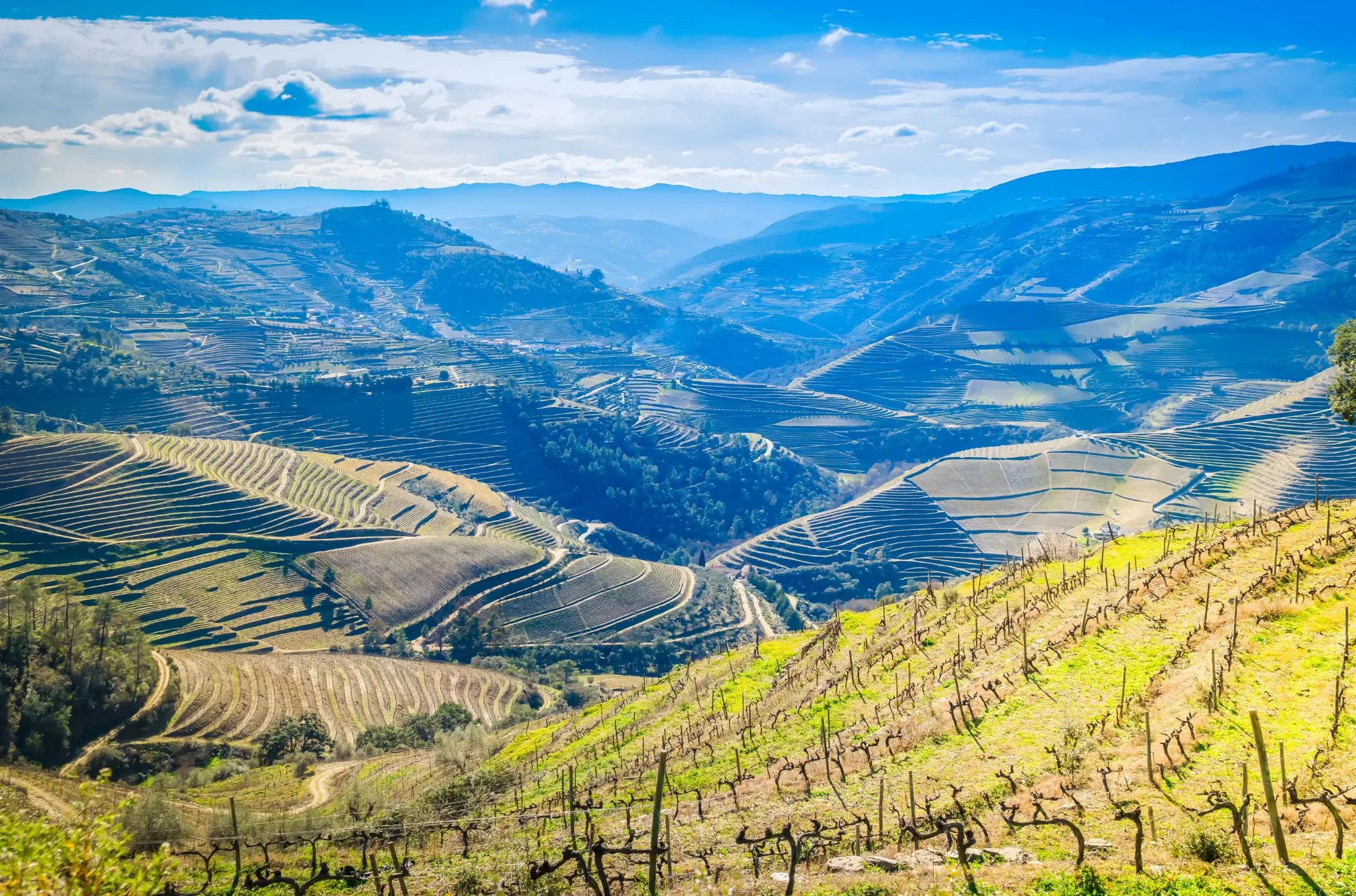Weinberge in Portugal, Douro – Herkunft der Niepoort Weine