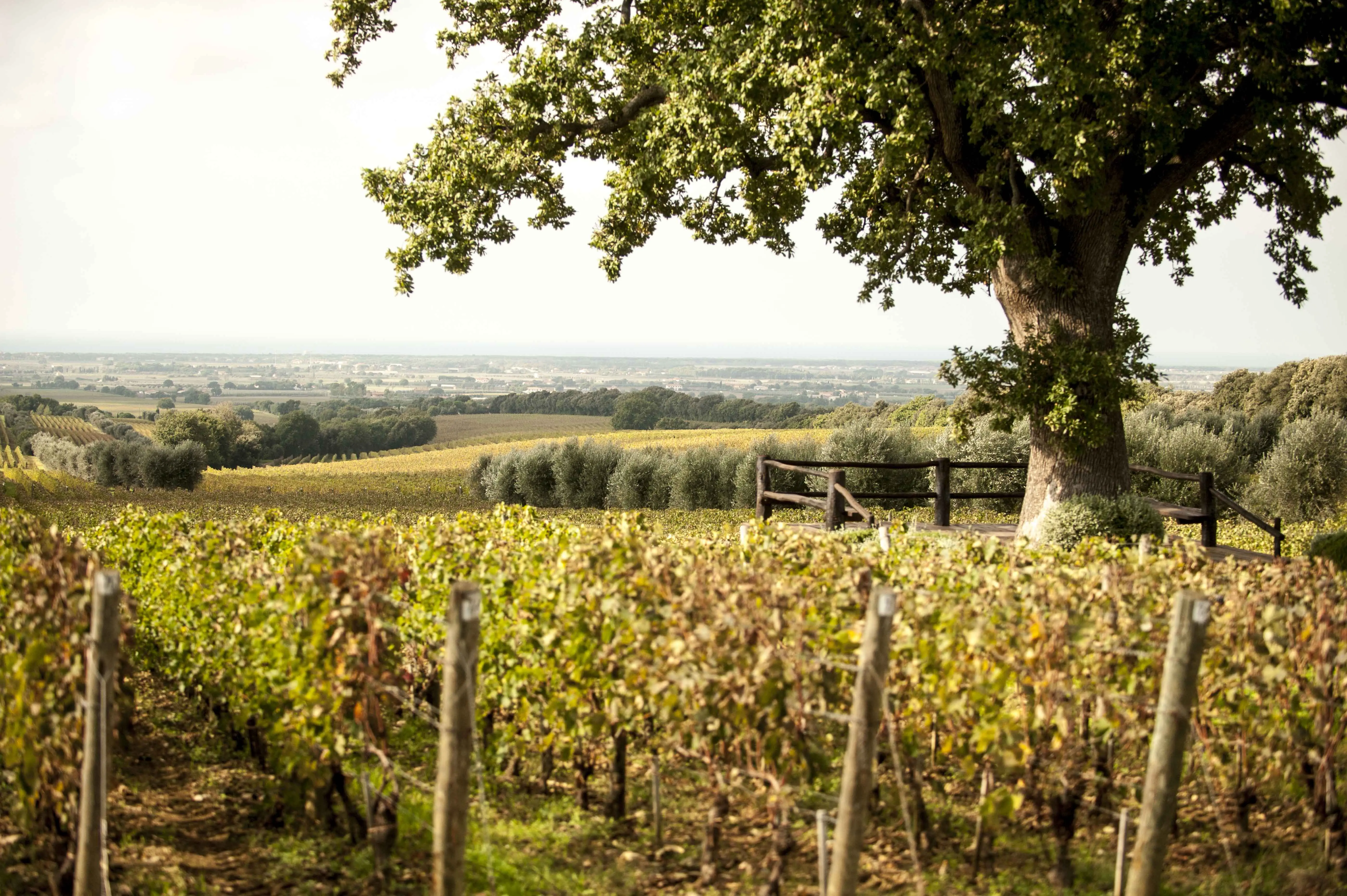 Weinberge in Italien, Toskana – Herkunft der Ornellaia Weine