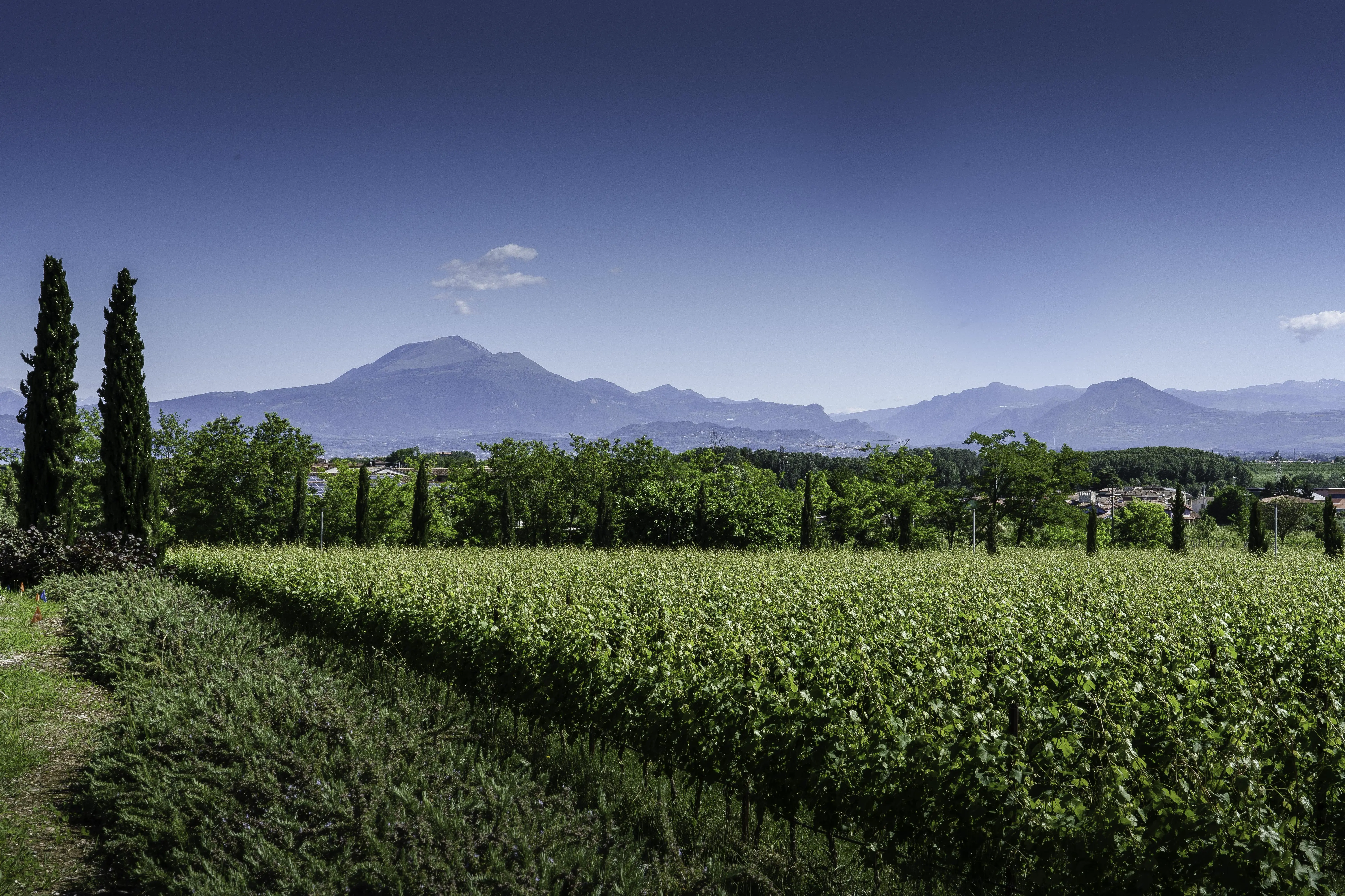 Weinberge in Italien, Venetien – Herkunft der Ottella Weine