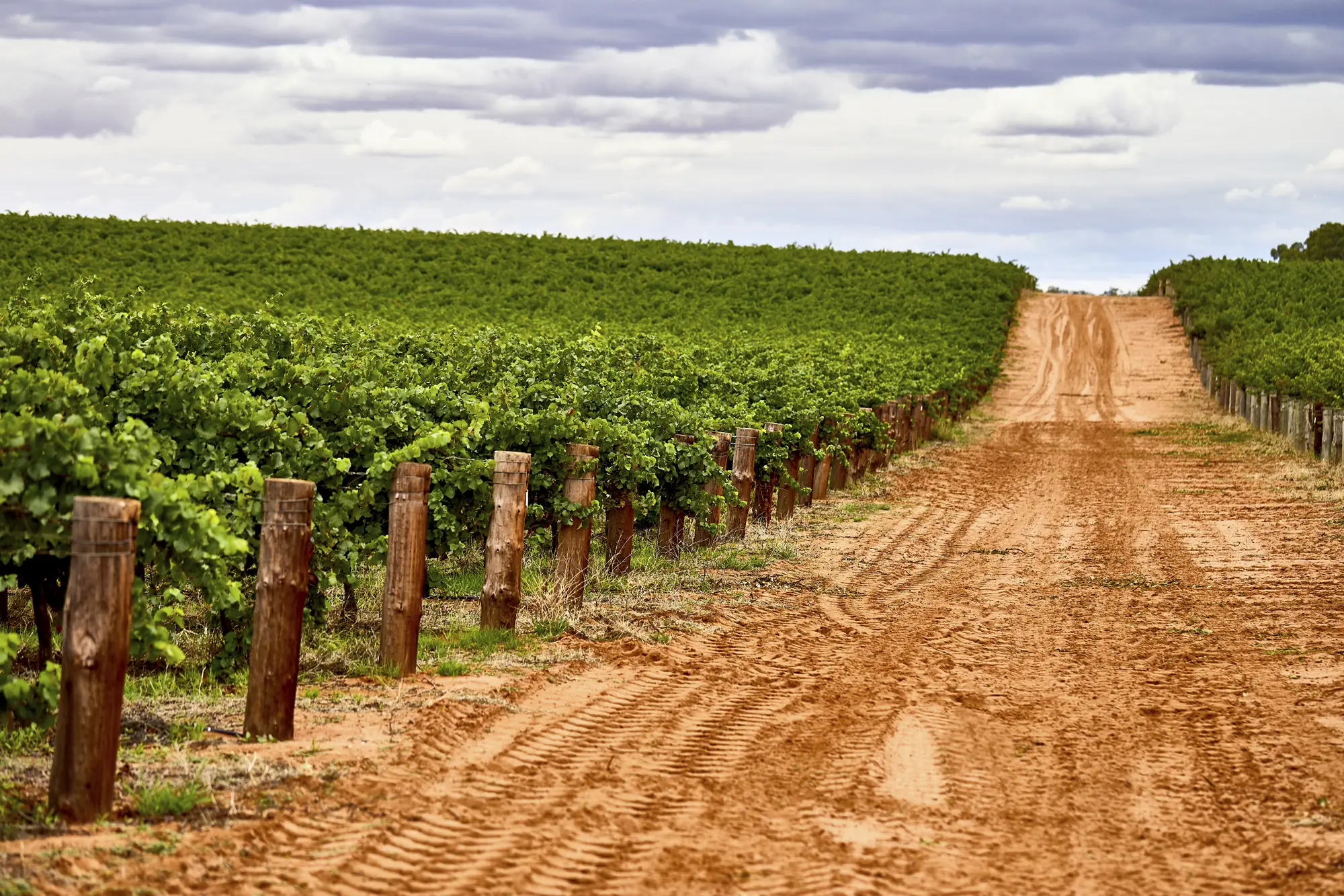 Weinberge in Australien, Suedaustralien – Herkunft der Oxford Landing Weine