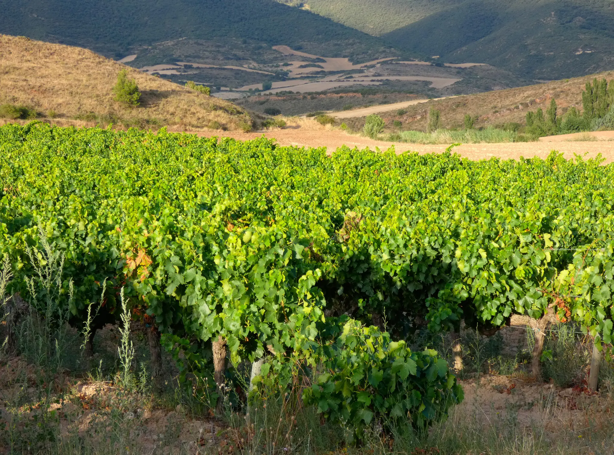Weinberge in Spanien, Navarra – Herkunft der Pagos de Araiz Weine