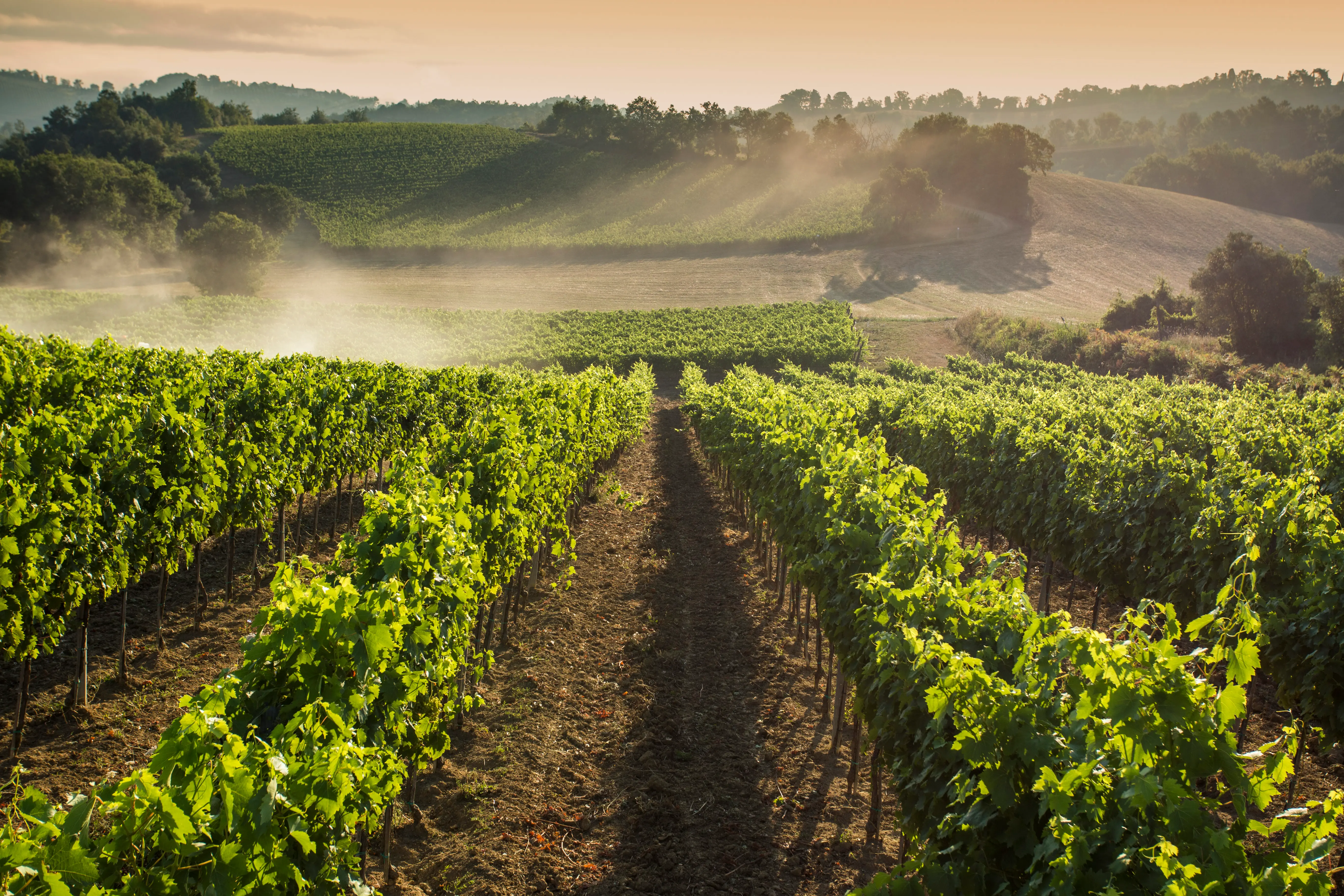 Weinberge in Italien, Toskana – Herkunft der Panizzi Weine