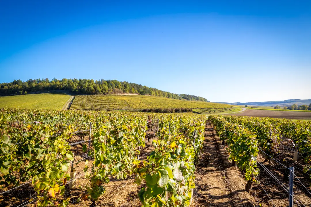 Weinberge in Frankreich, Burgund – Herkunft der Pascal Bouchard Weine