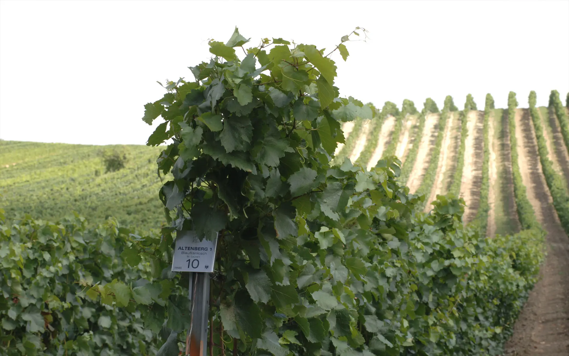 Weinberge in Österreich, Burgenland – Herkunft der Weingut Paul Achs Weine