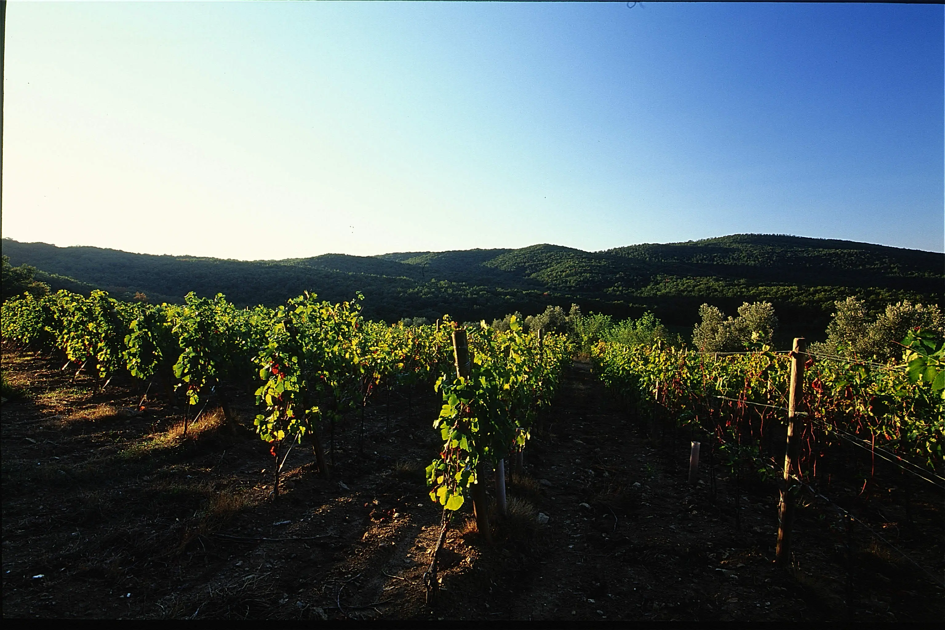Weinberge in Italien, Toskana – Herkunft der Petra Weine