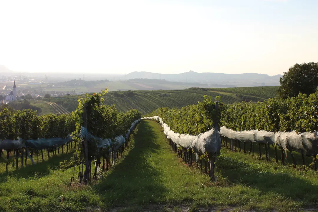 Weinberge in Österreich, Weinviertel – Herkunft der Weingut Pfaffl Weine