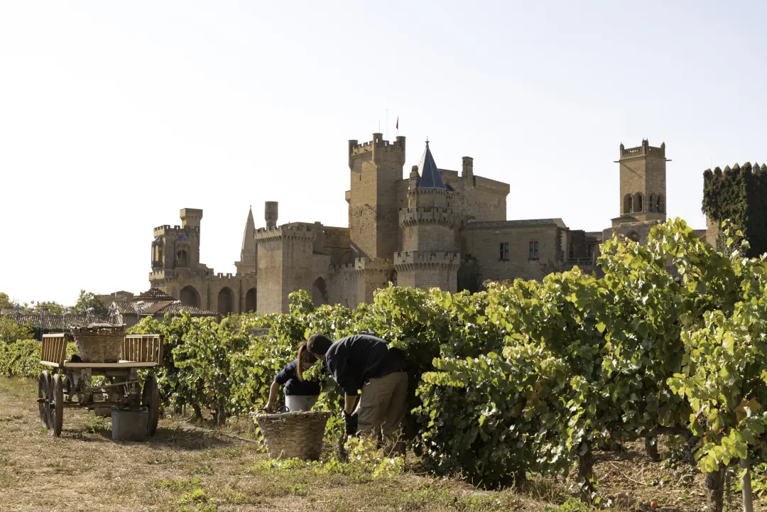 Weinberge in Spanien, Navarra – Herkunft der Piedemonte Weine