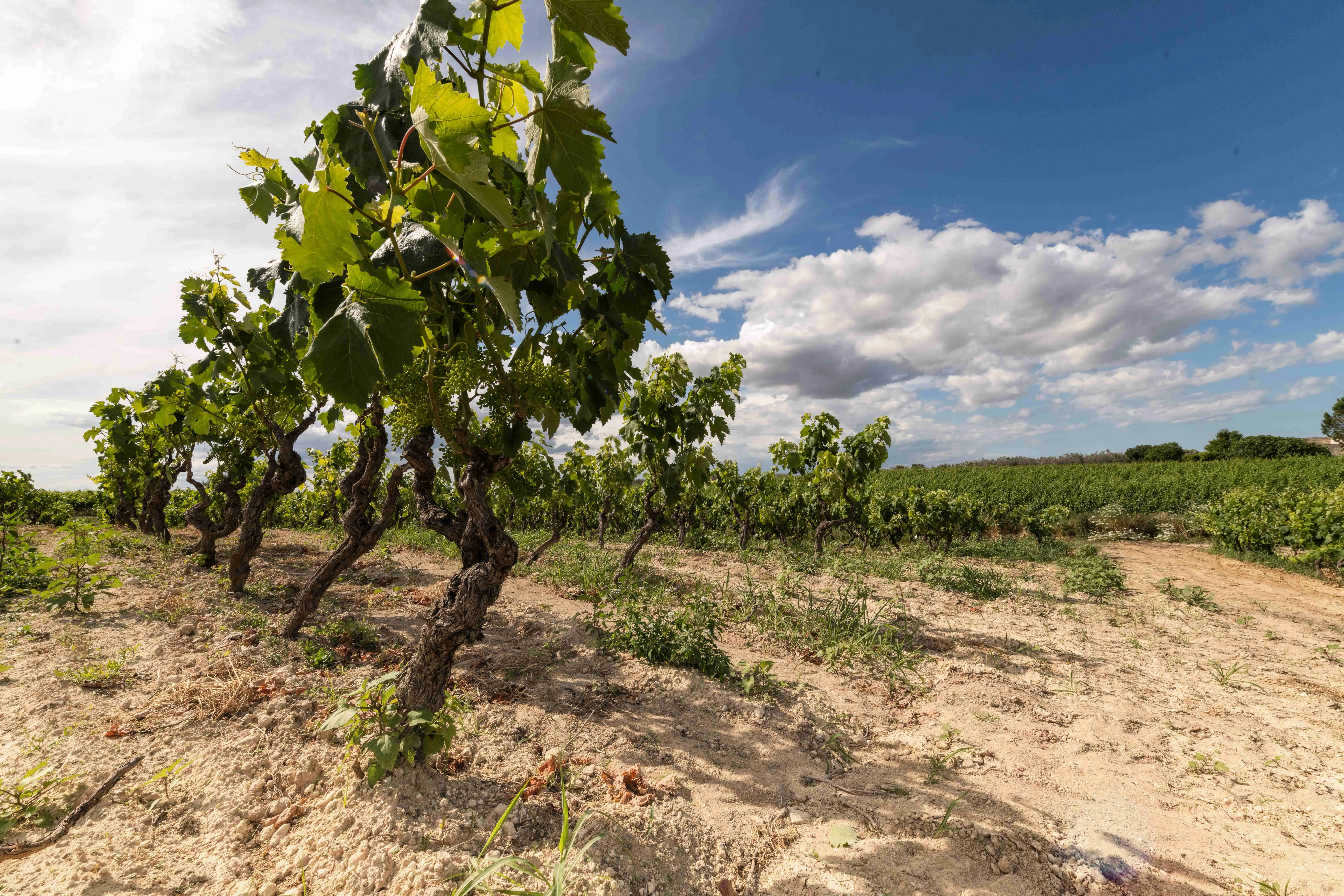 Weinberge in Italien, Apulien – Herkunft der Pietra Pura Weine