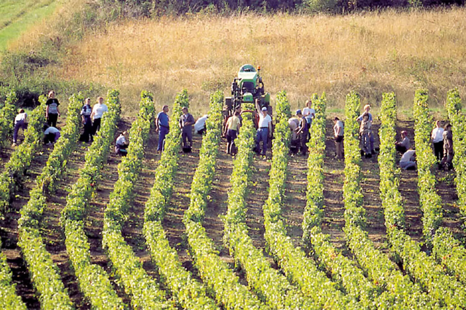 Winzer des Weingut Cave de Lugny in Frankreich, Burgund