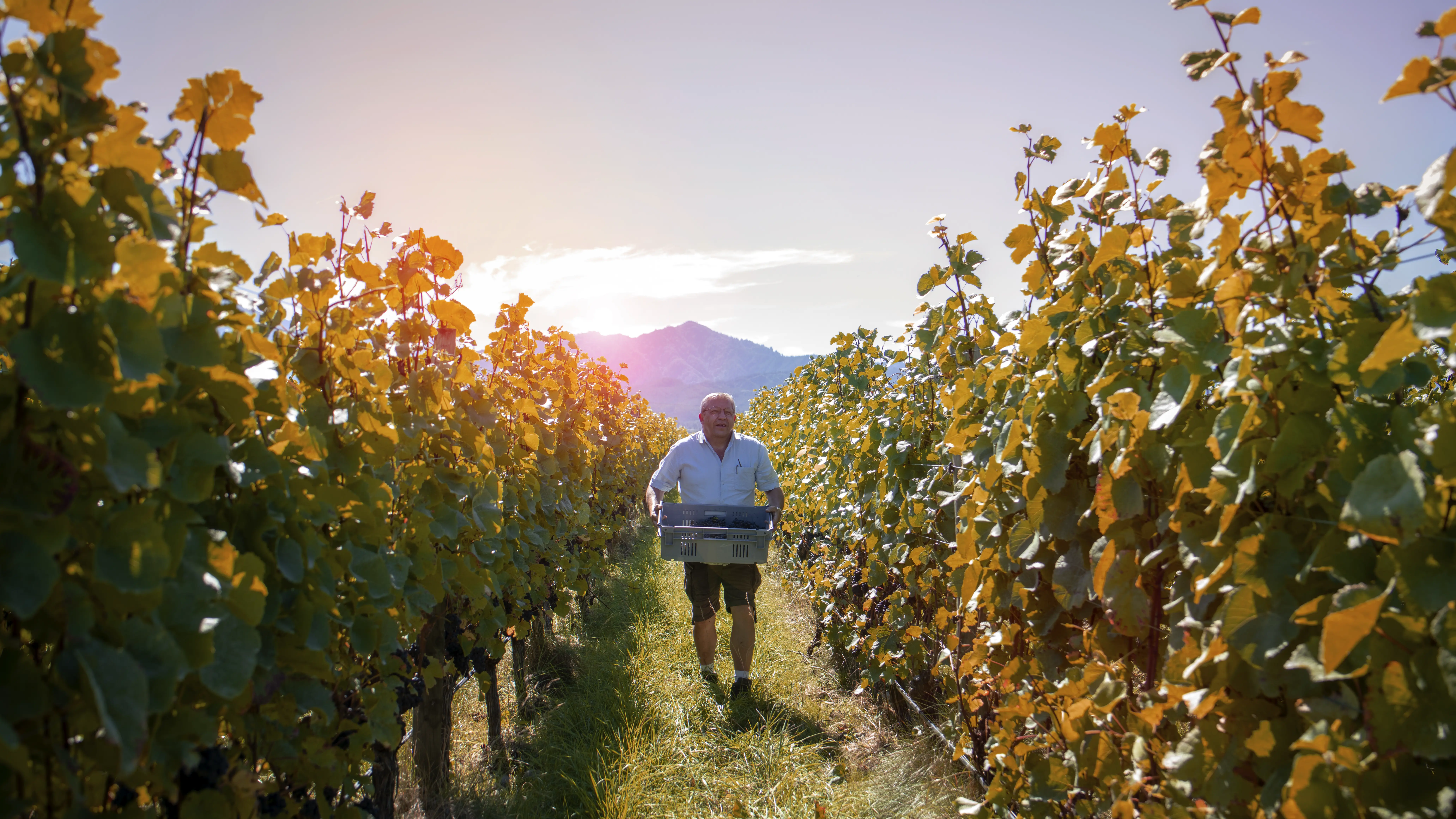 Winzer des Weingut Henri Bourgeois in Frankreich, Loire