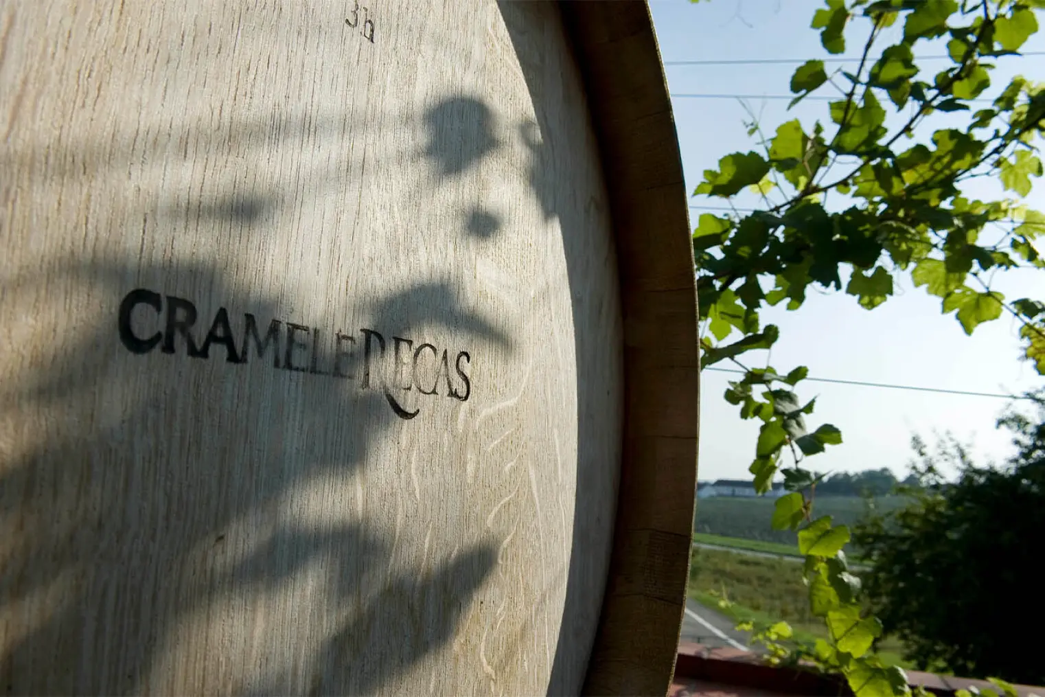 Winzer des Weingut Recas in Rumänien, Banat