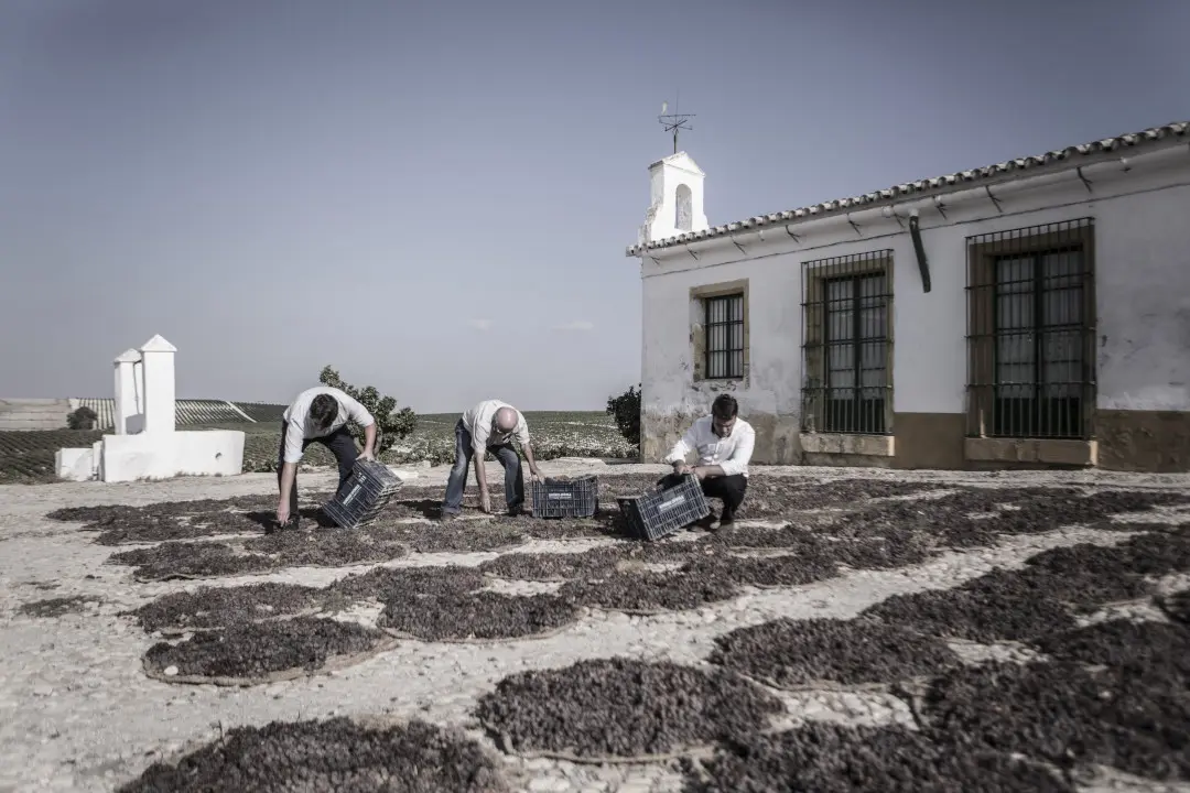 Winzer des Weingut Ximénez-Spinola in Spanien, Jerez-Xérèz-Sherry
